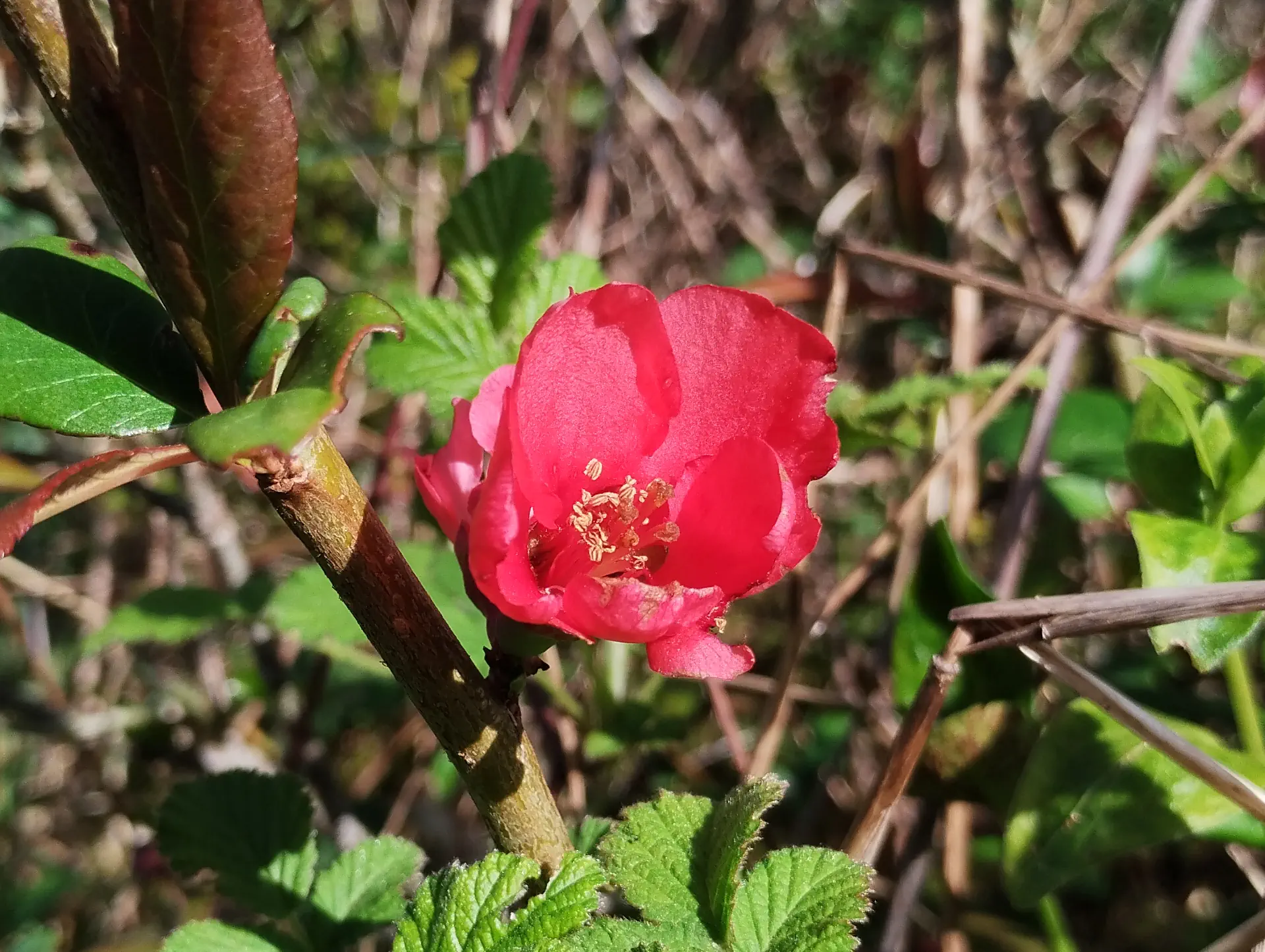 img/chaenomeles-speciosa.webp
