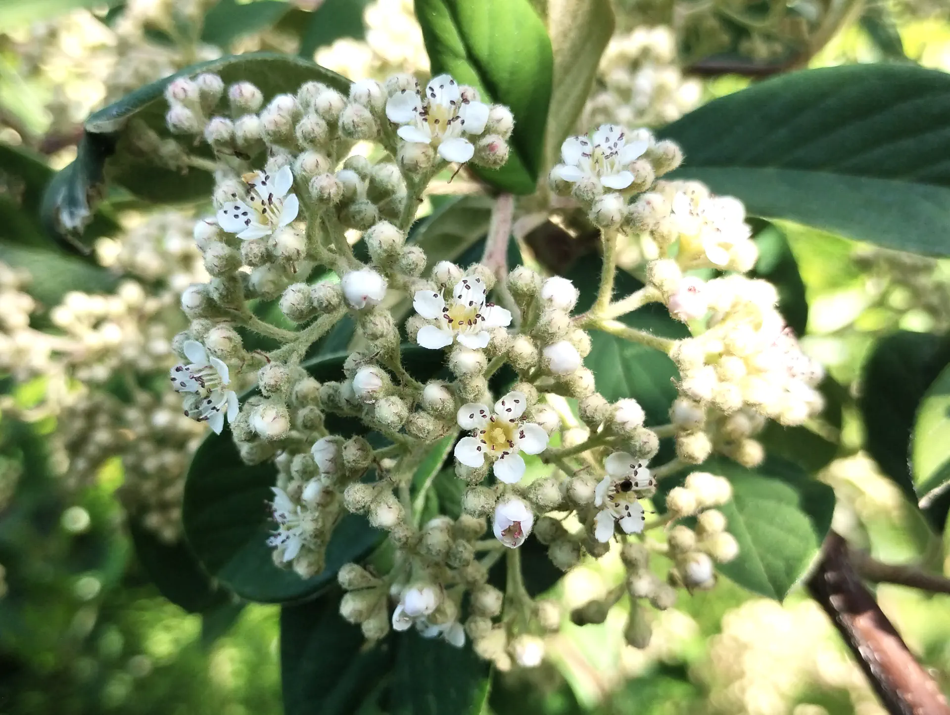 img/cotoneaster-coriaceus-2.webp