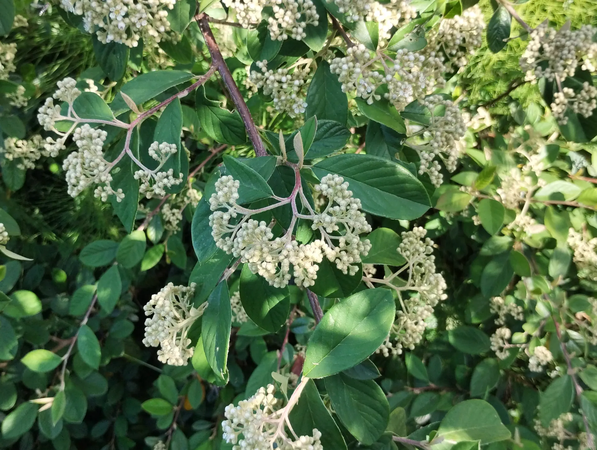 img/cotoneaster-coriaceus-3.webp
