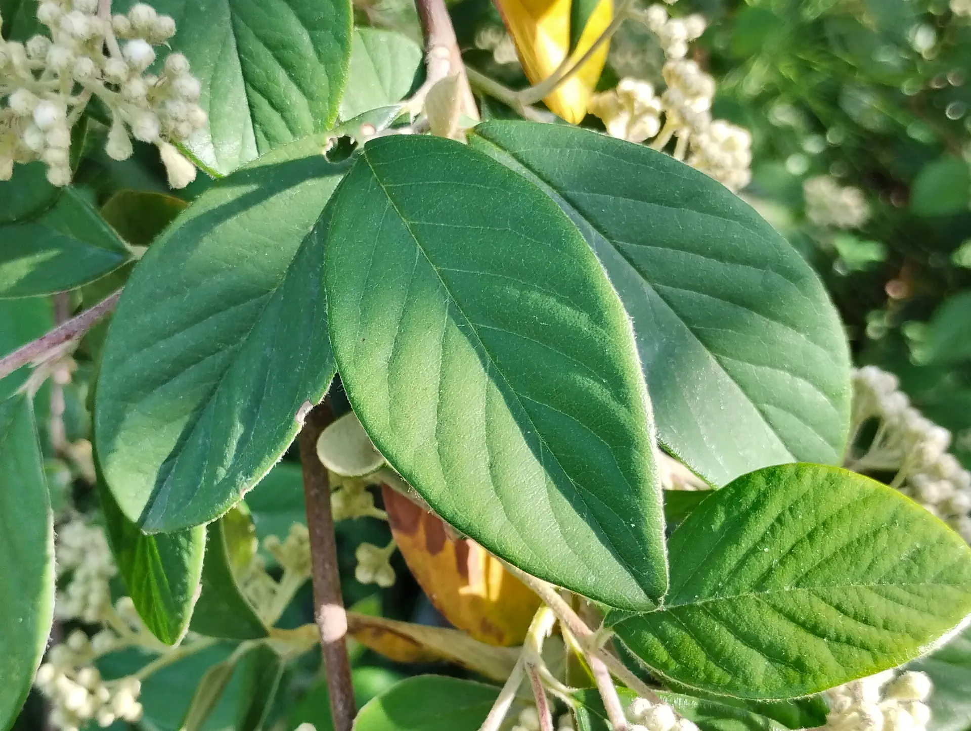 img/cotoneaster-coriaceus-4.webp