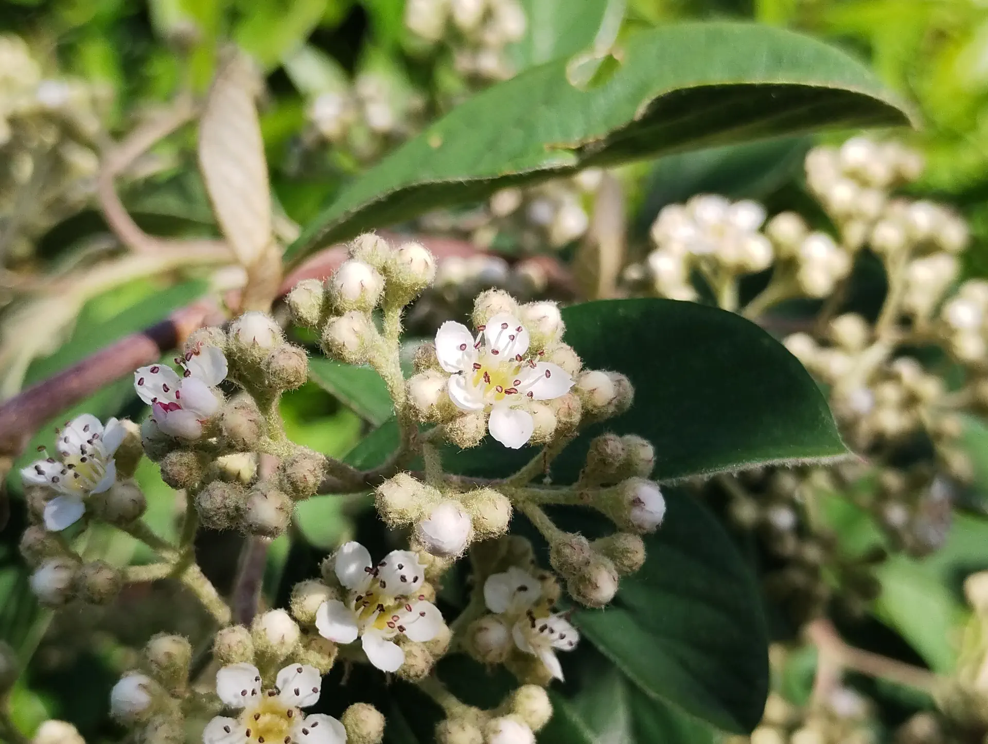 img/cotoneaster-coriaceus.webp