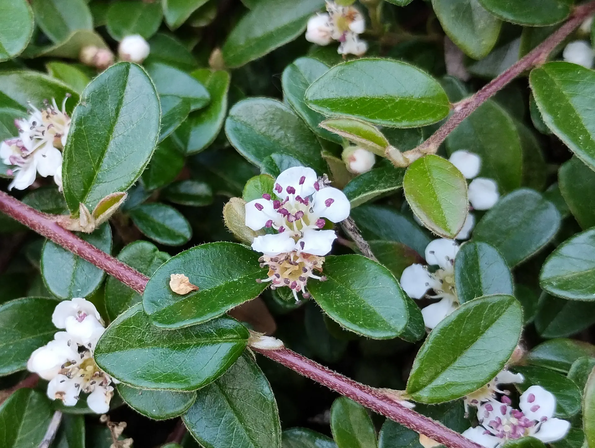 img/cotoneaster-dammeri.webp