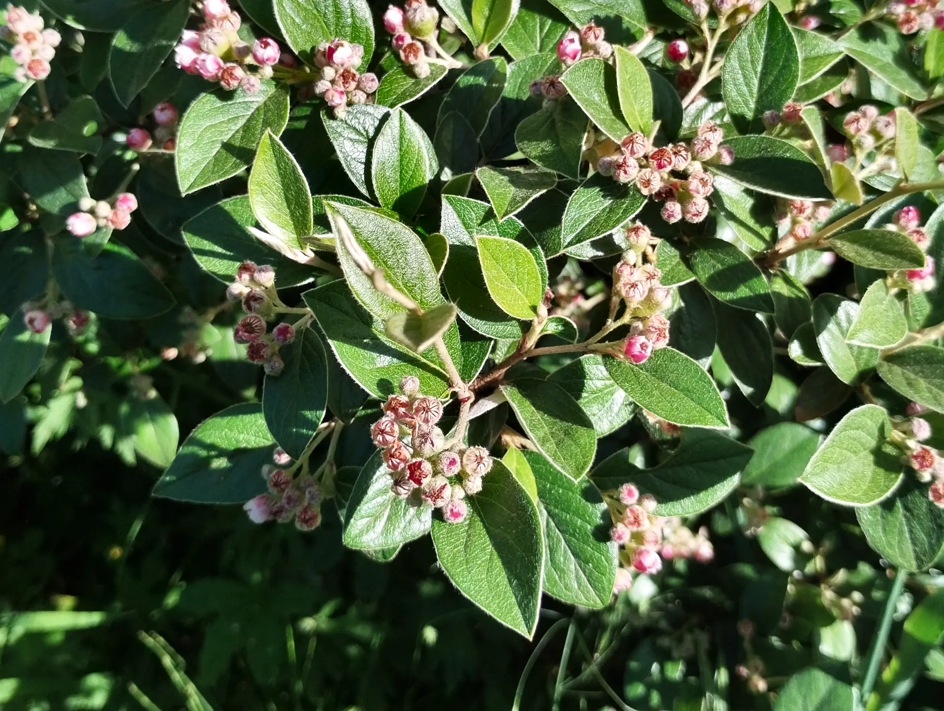 img/cotoneaster-franchetii-2.webp