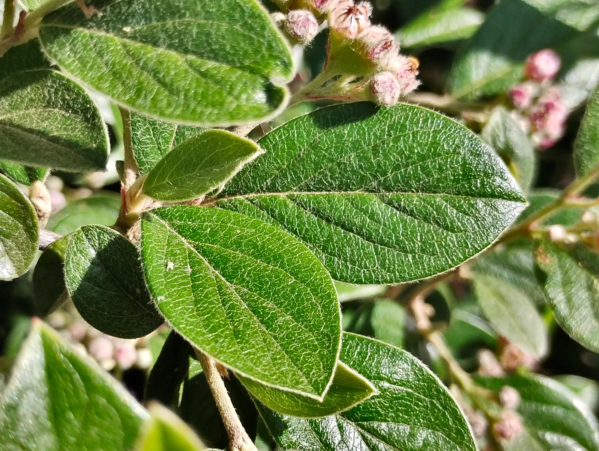 img/cotoneaster-franchetii-3.webp
