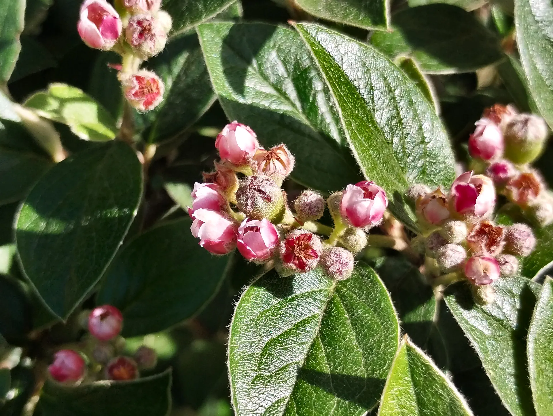 img/cotoneaster-franchetii.webp