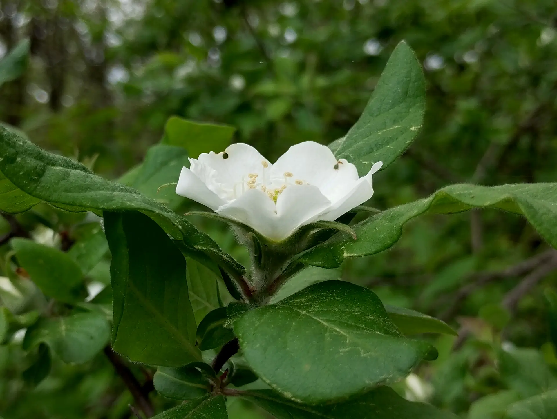 img/crataegus-germanica-2.webp