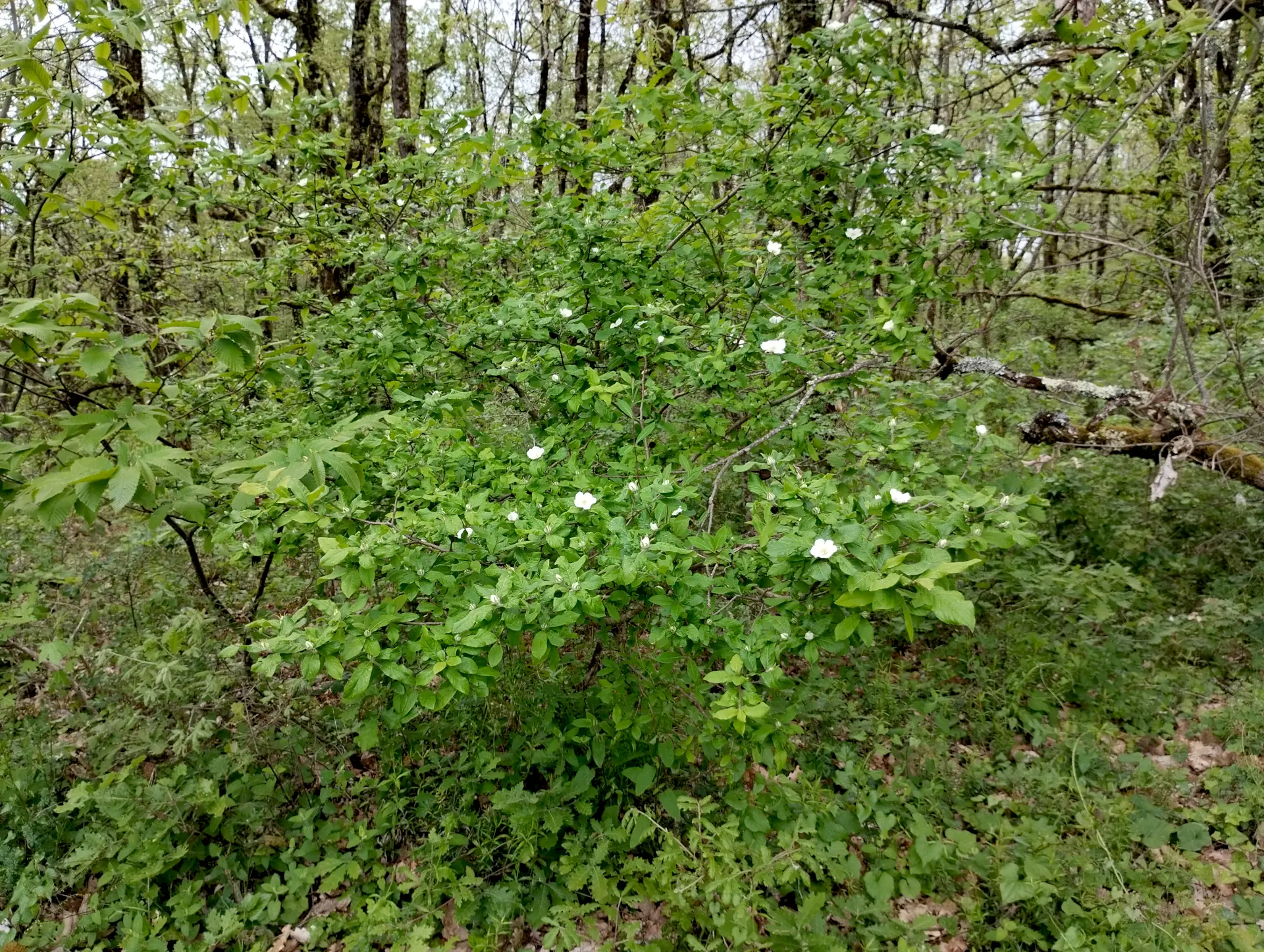 img/crataegus-germanica-4.webp