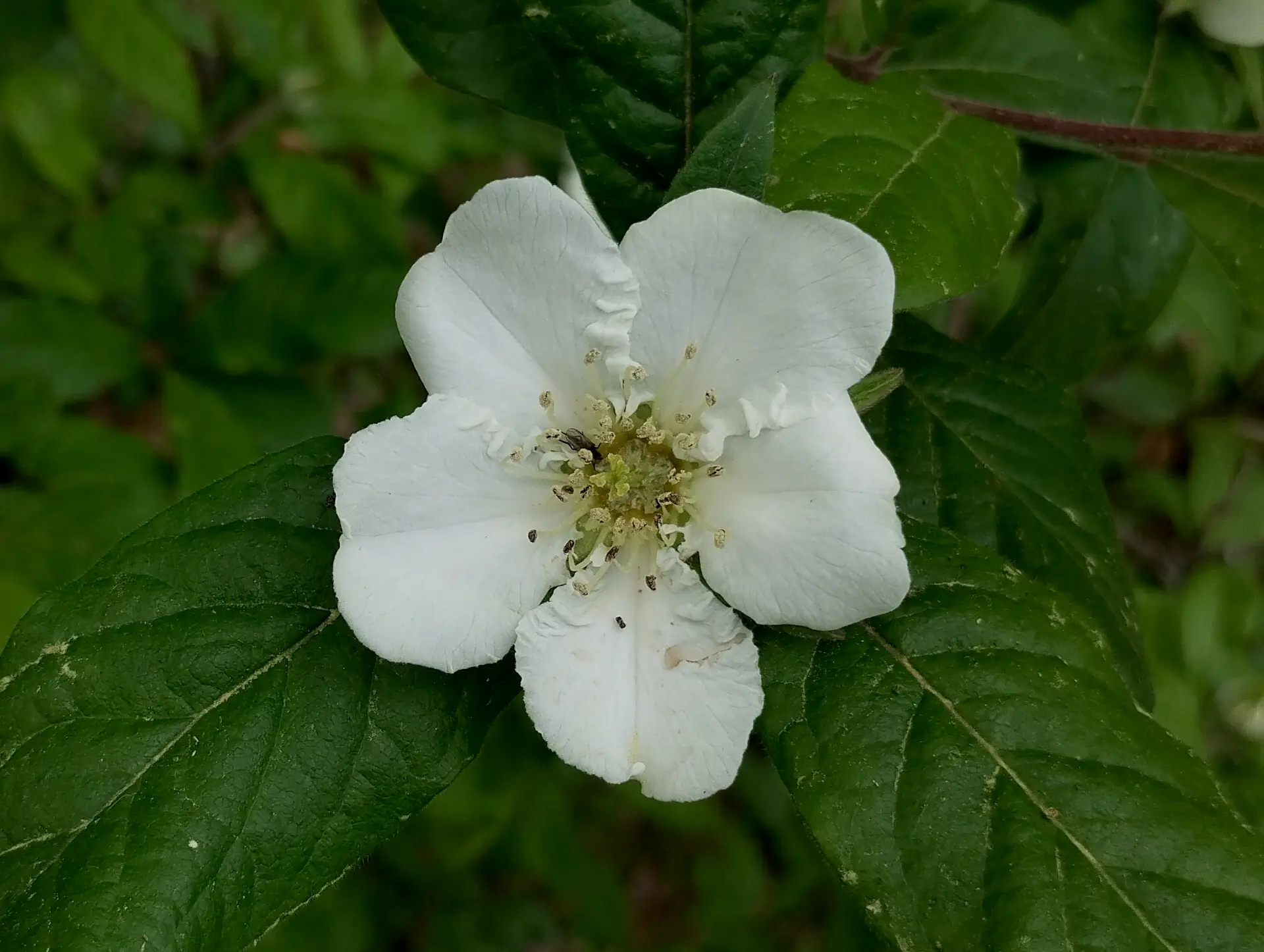 img/crataegus-germanica.webp