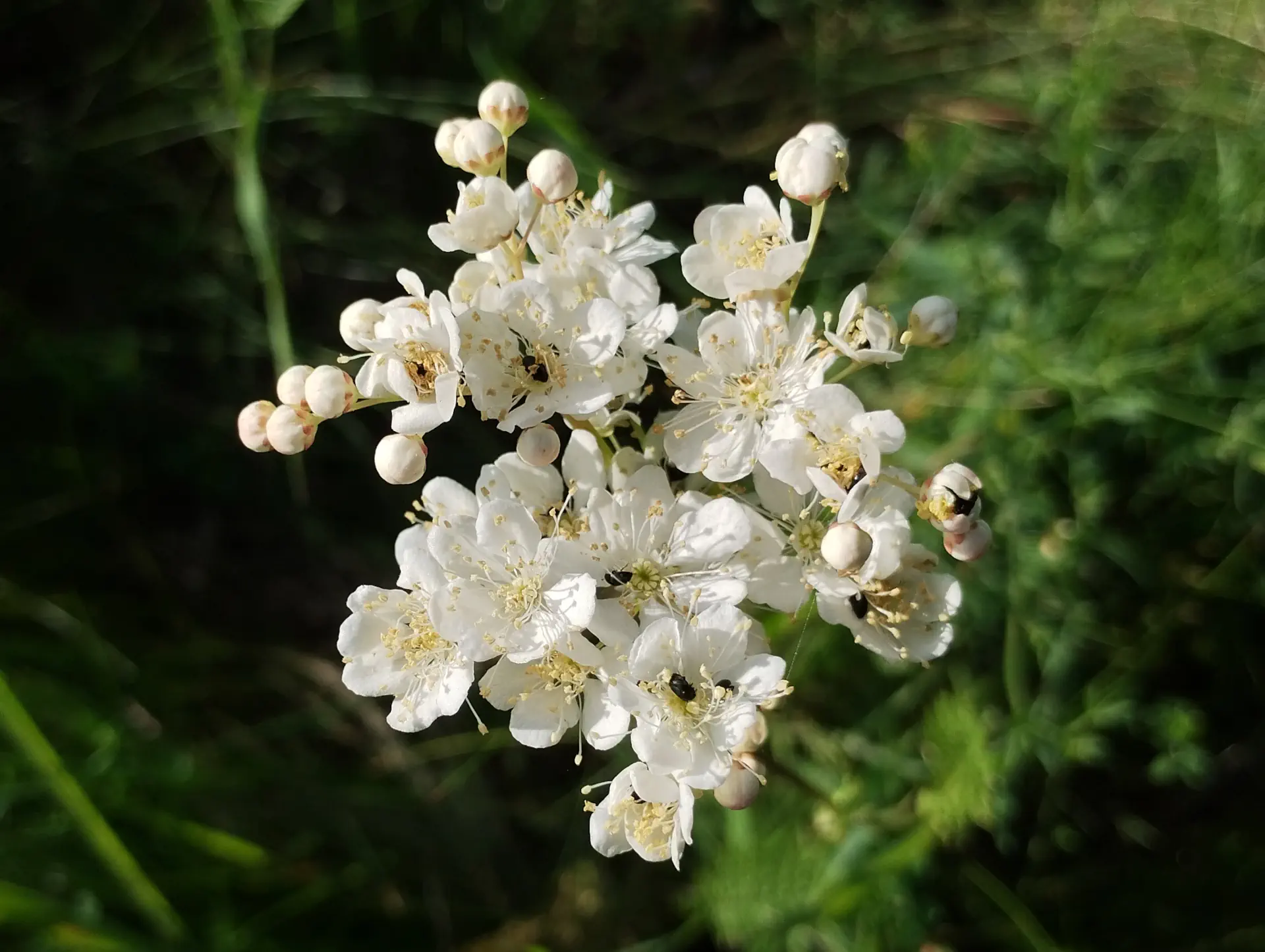 img/filipendula-vulgaris-4.webp