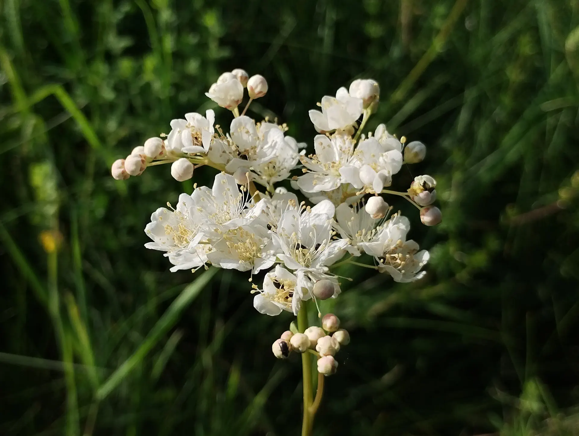 img/filipendula-vulgaris-5.webp