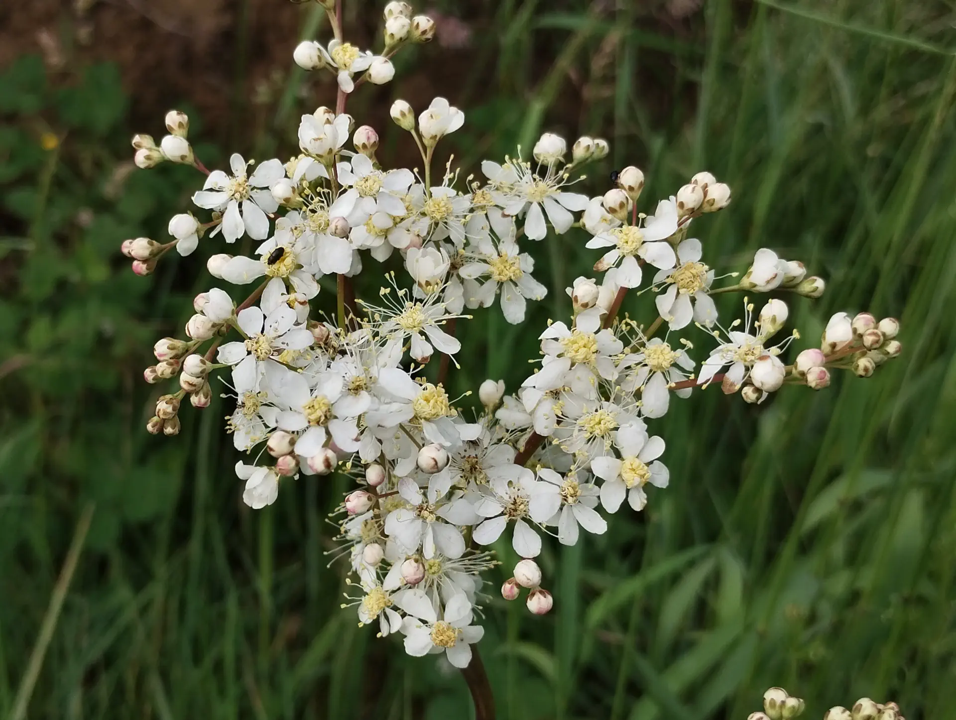 img/filipendula-vulgaris.webp