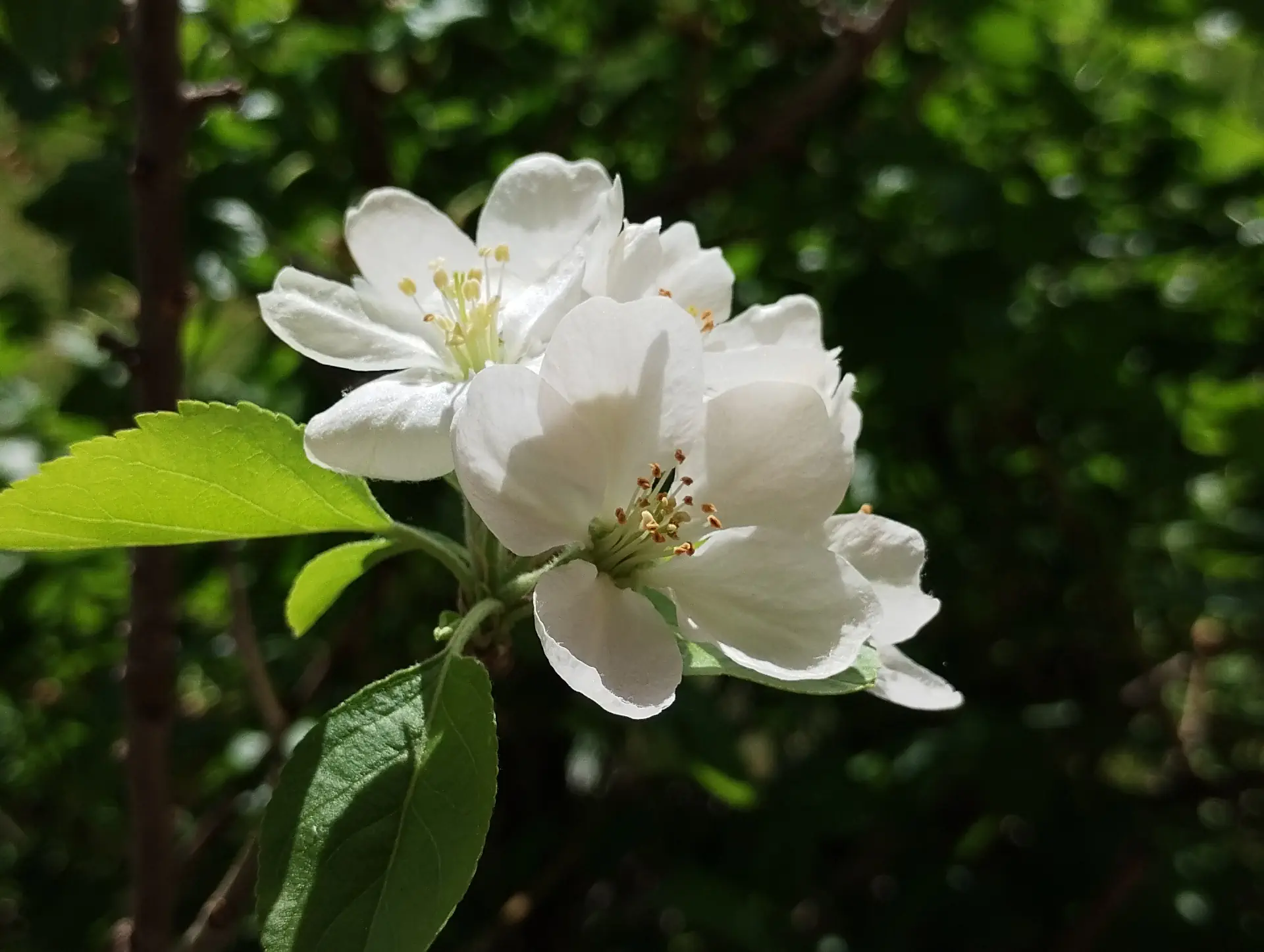 img/malus-domestica.webp