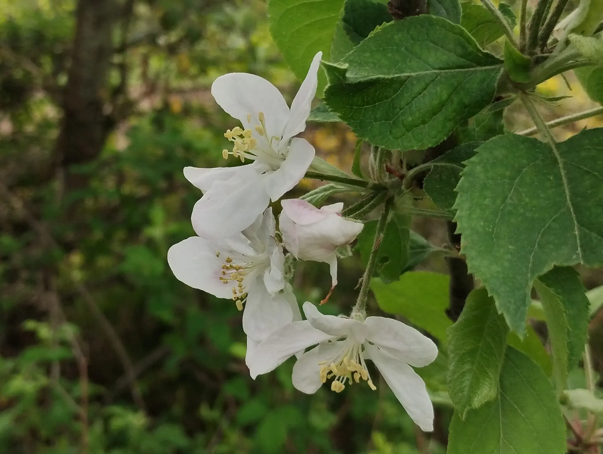 img/malus-sylvestris-2.webp
