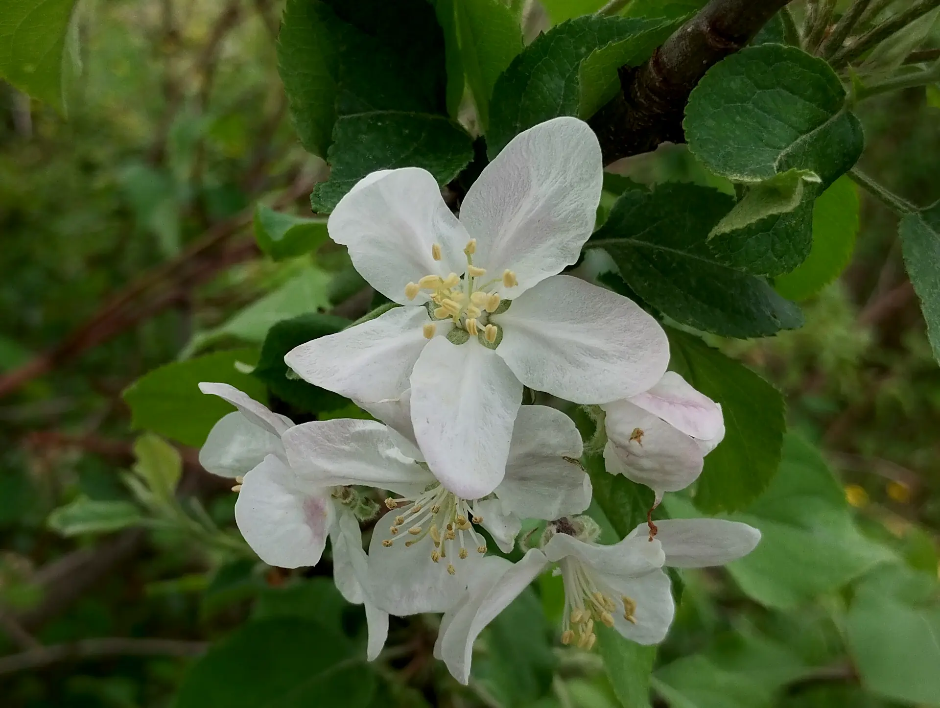 img/malus-sylvestris.webp