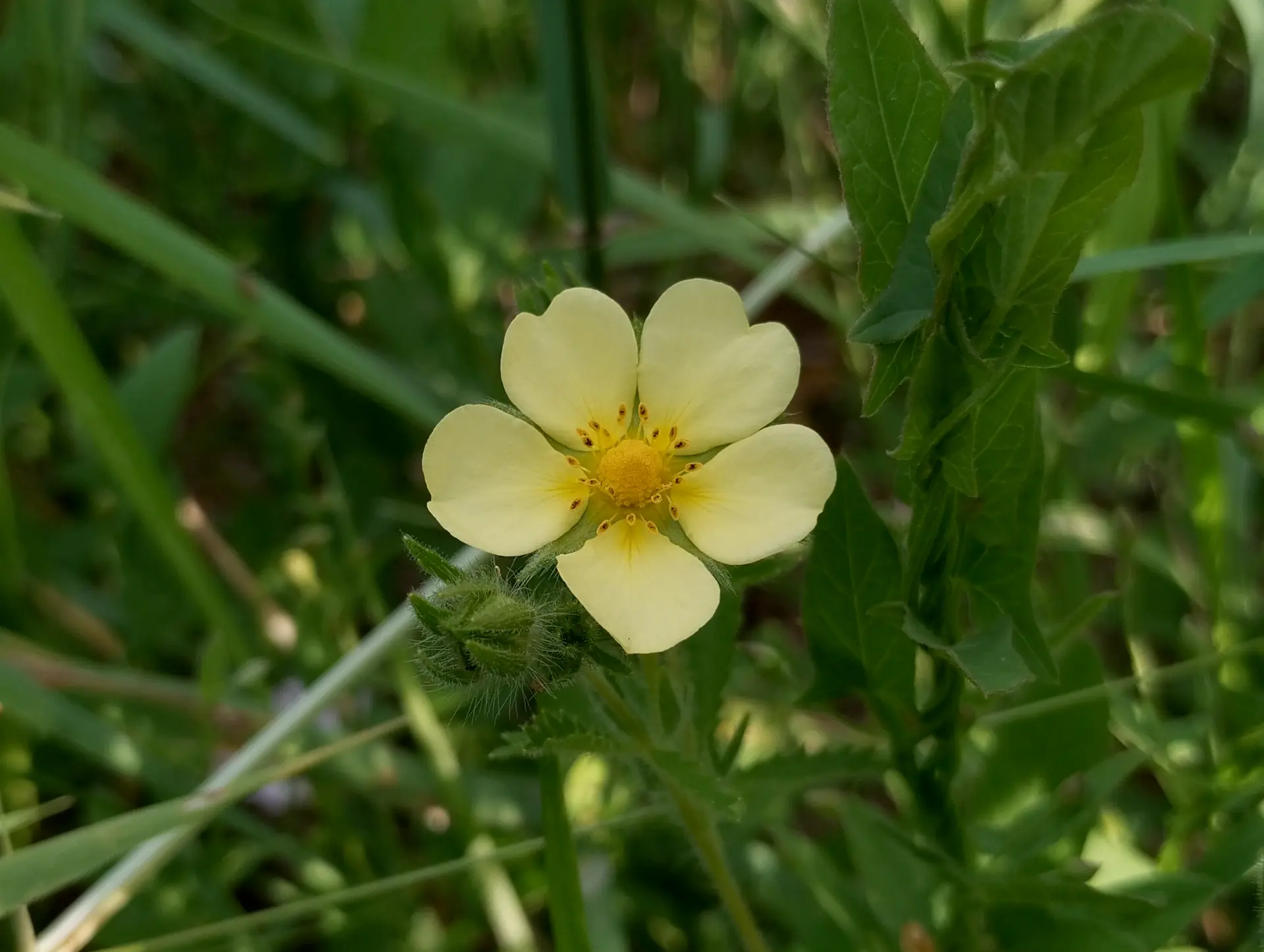 img/potentilla-recta-2.webp