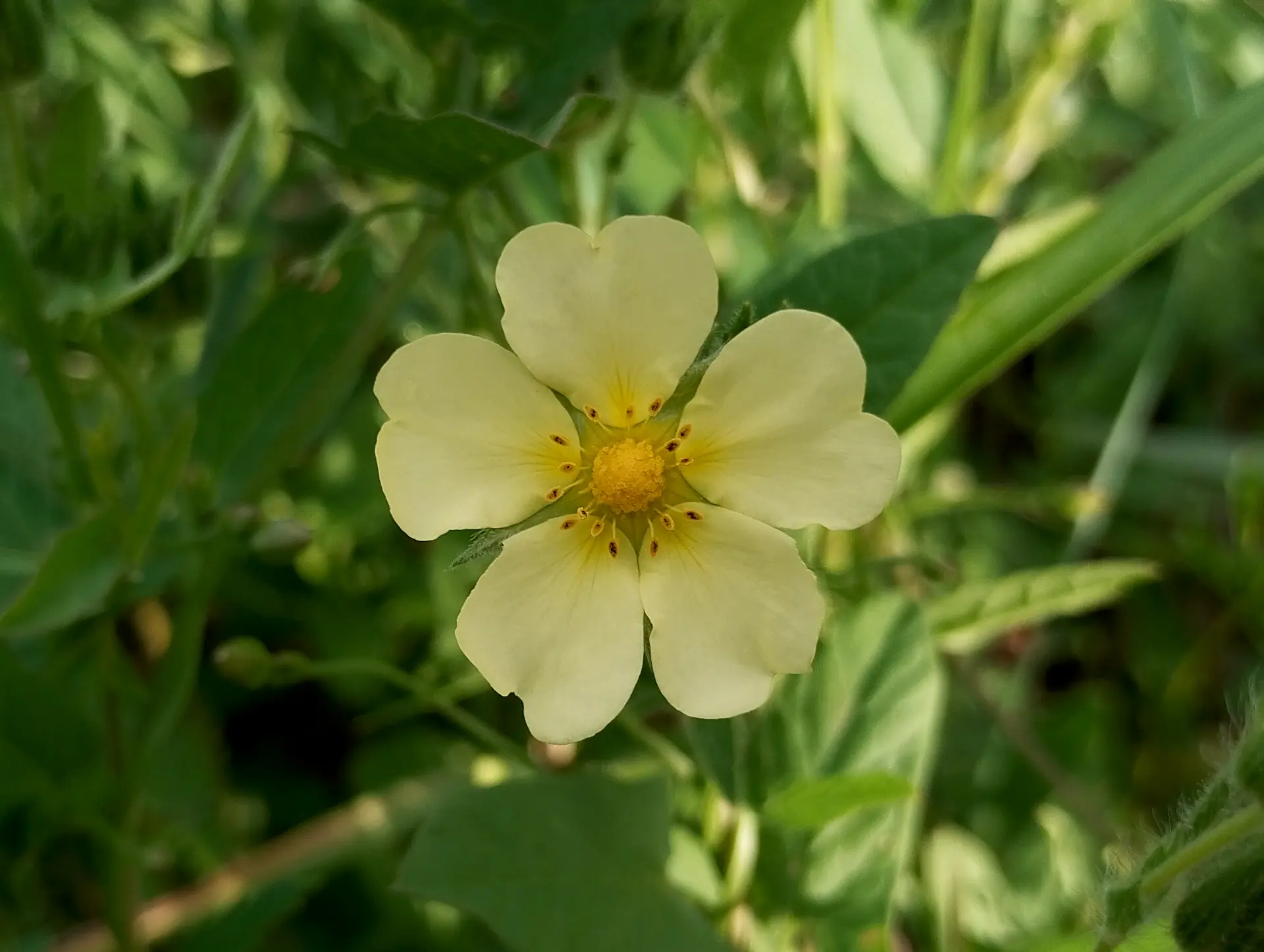 img/potentilla-recta.webp