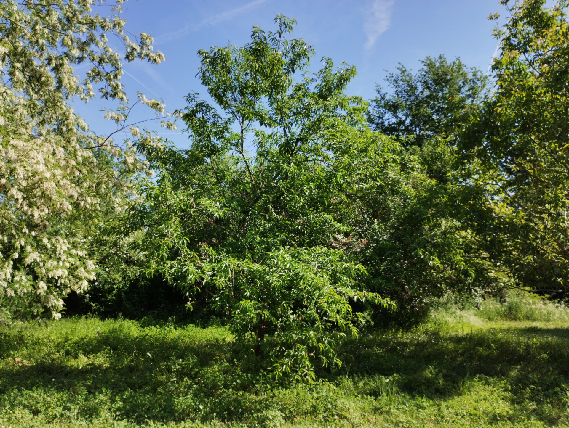 img/prunus-amygdalus-2.webp