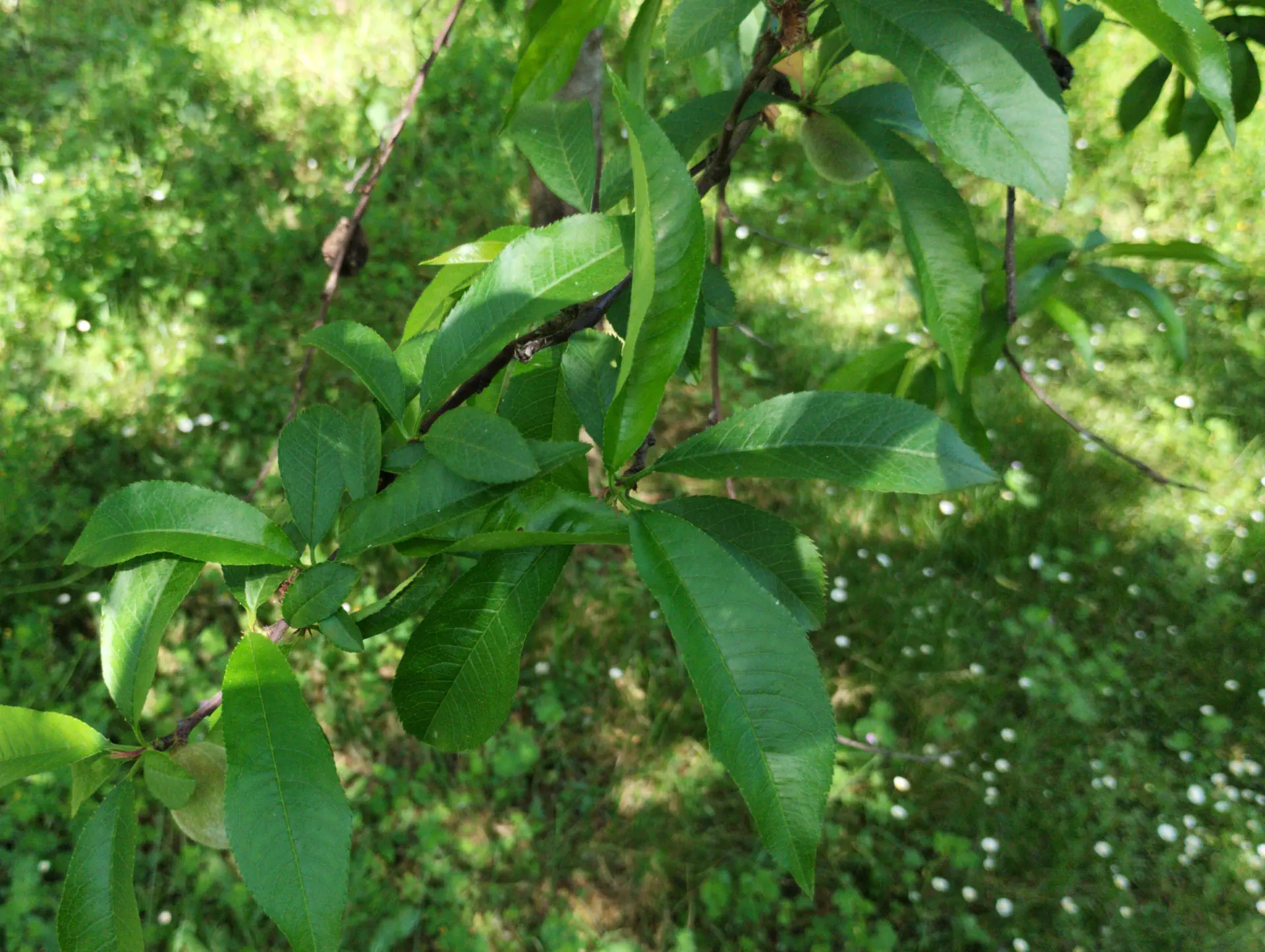 img/prunus-amygdalus-3.webp