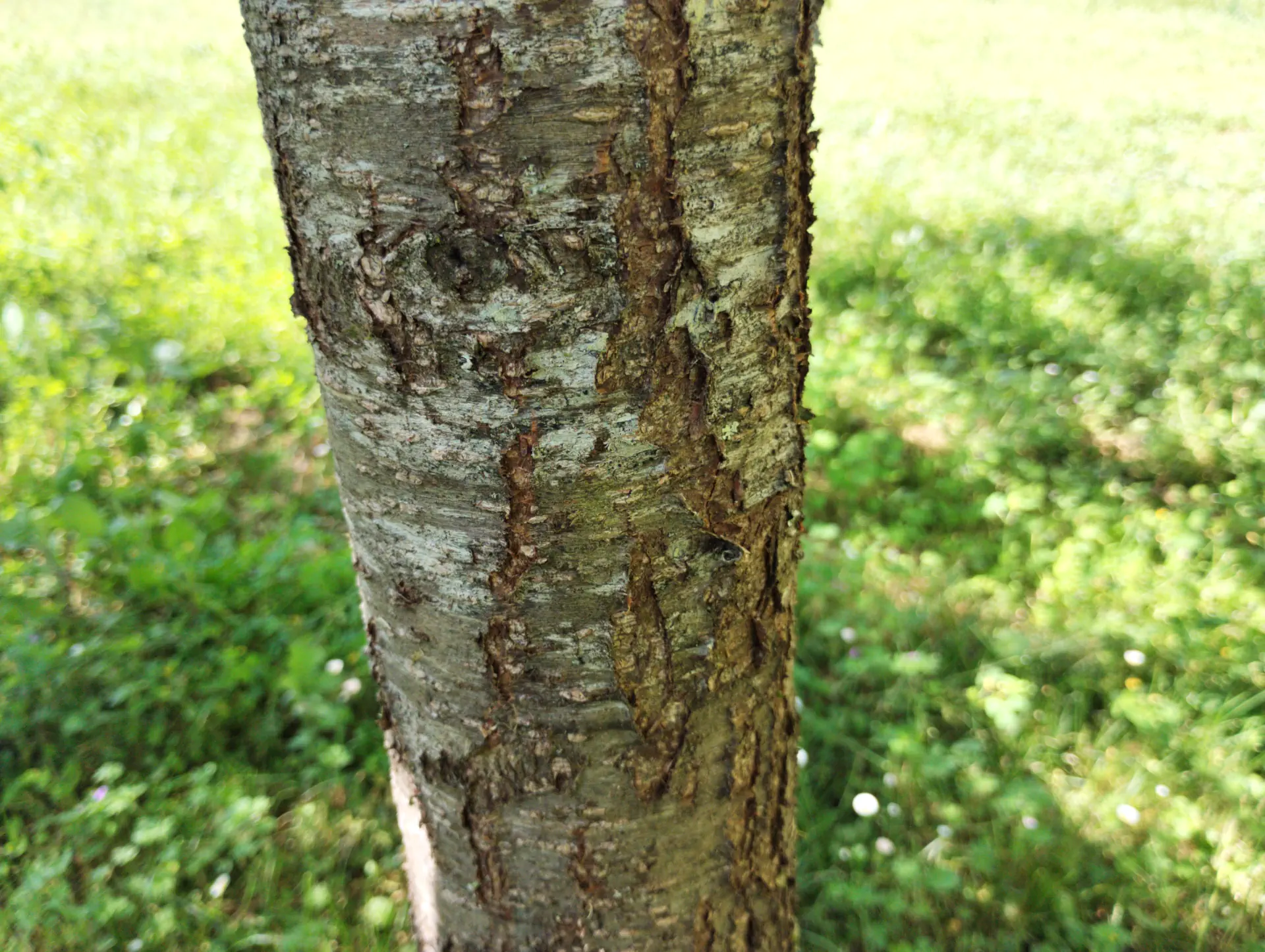img/prunus-amygdalus-5.webp