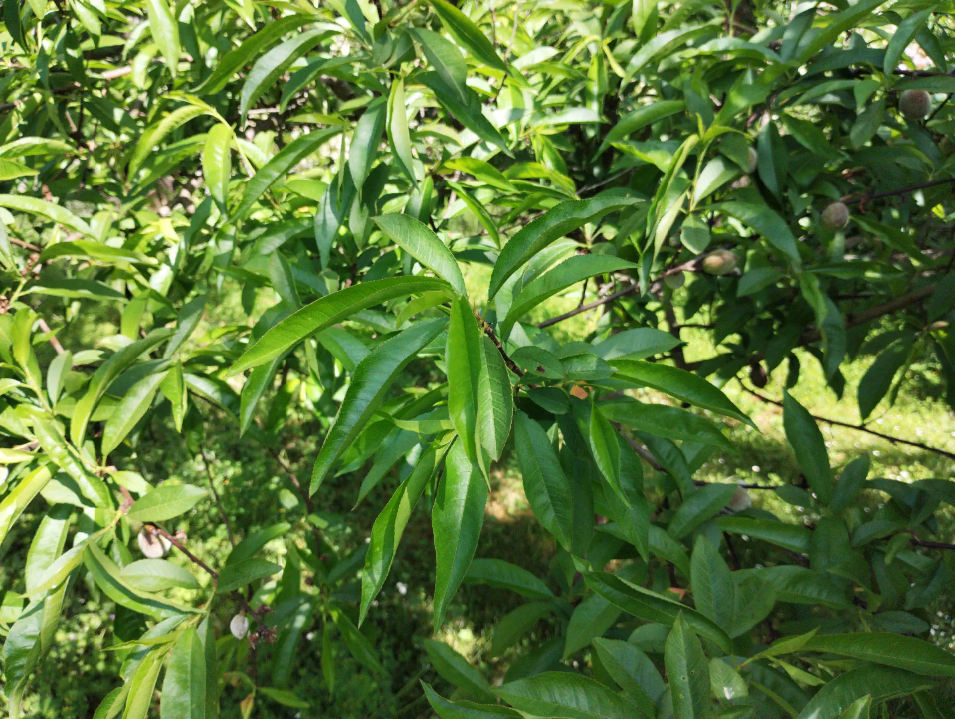 img/prunus-amygdalus.webp