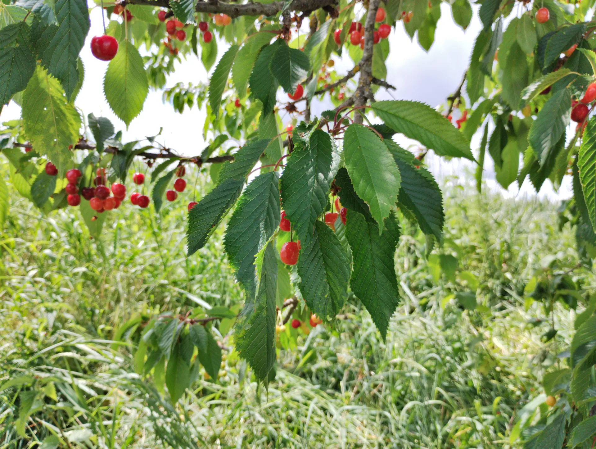 img/prunus-avium-juliana-2.webp