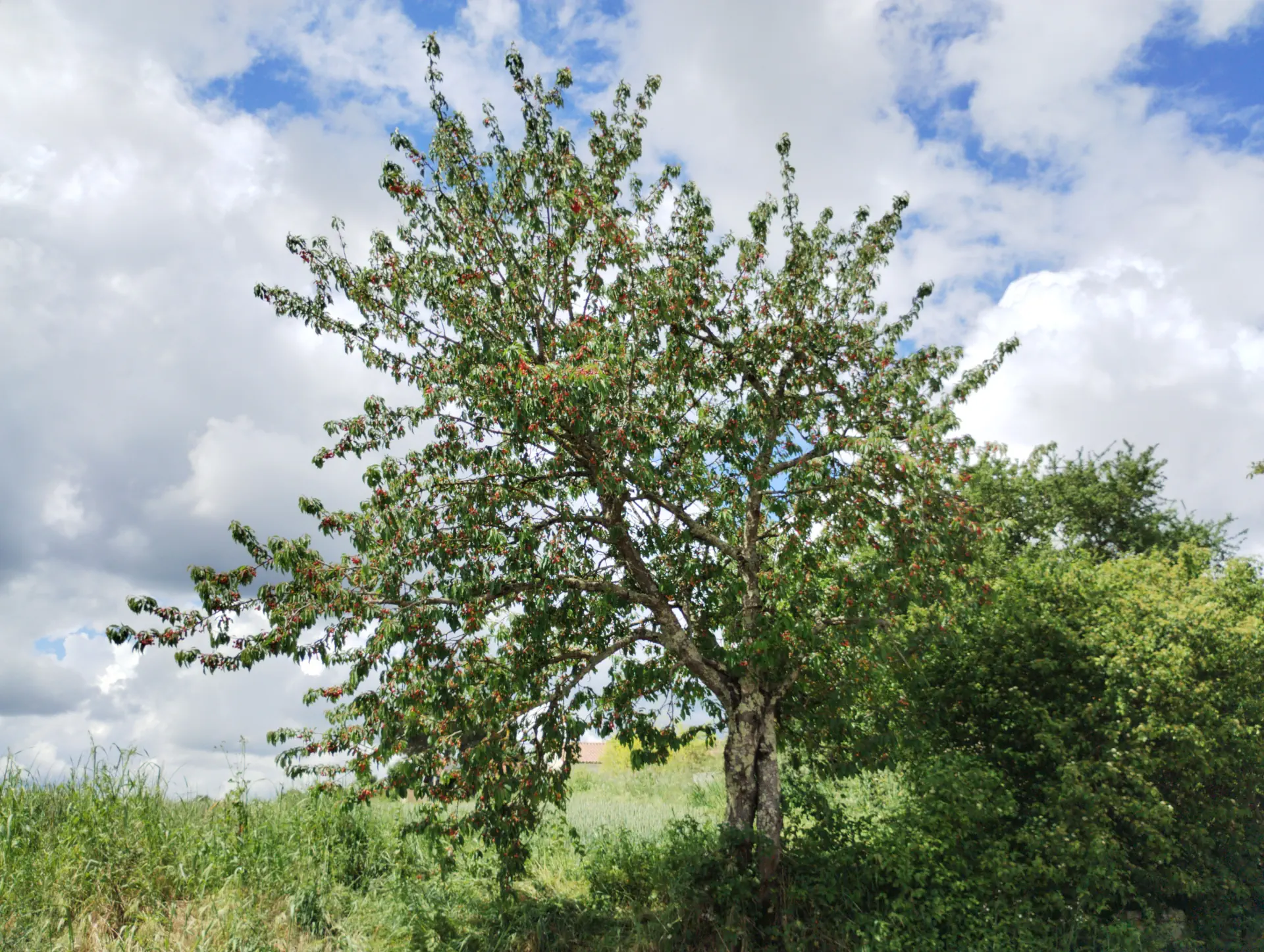 img/prunus-avium-juliana-3.webp