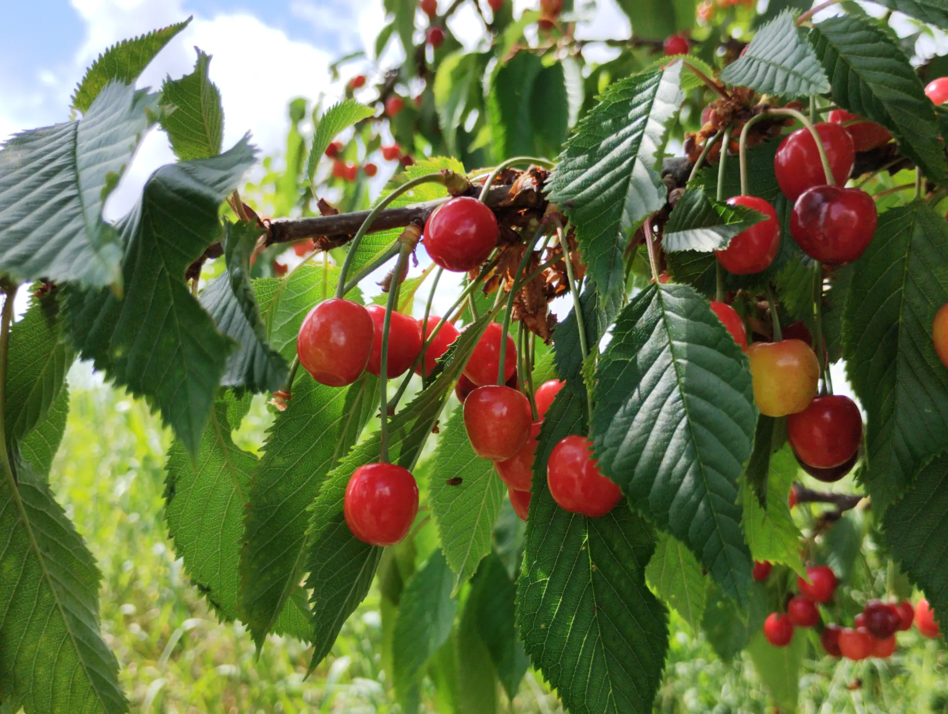 img/prunus-avium-juliana-4.webp