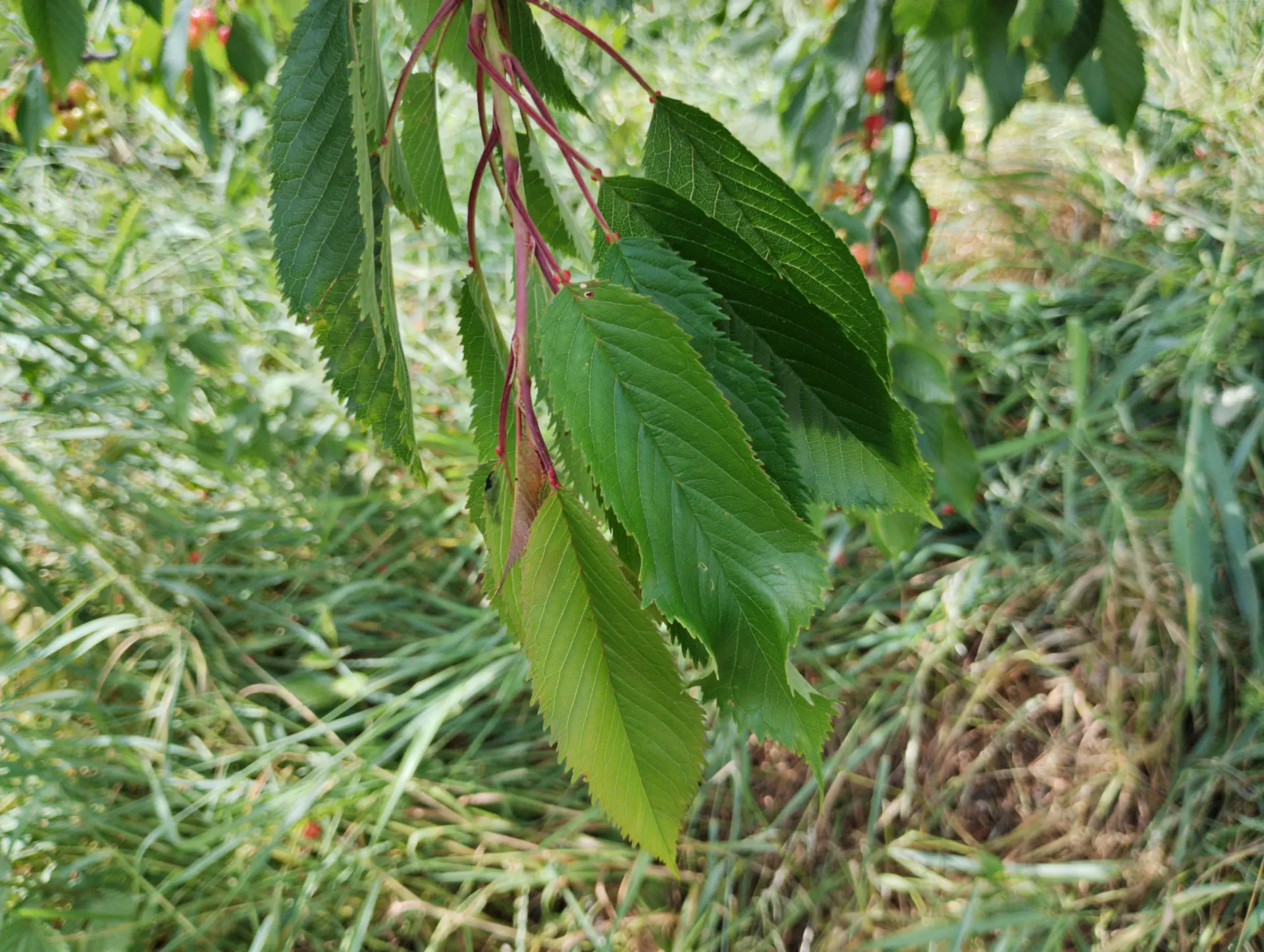 img/prunus-avium-juliana-5.webp
