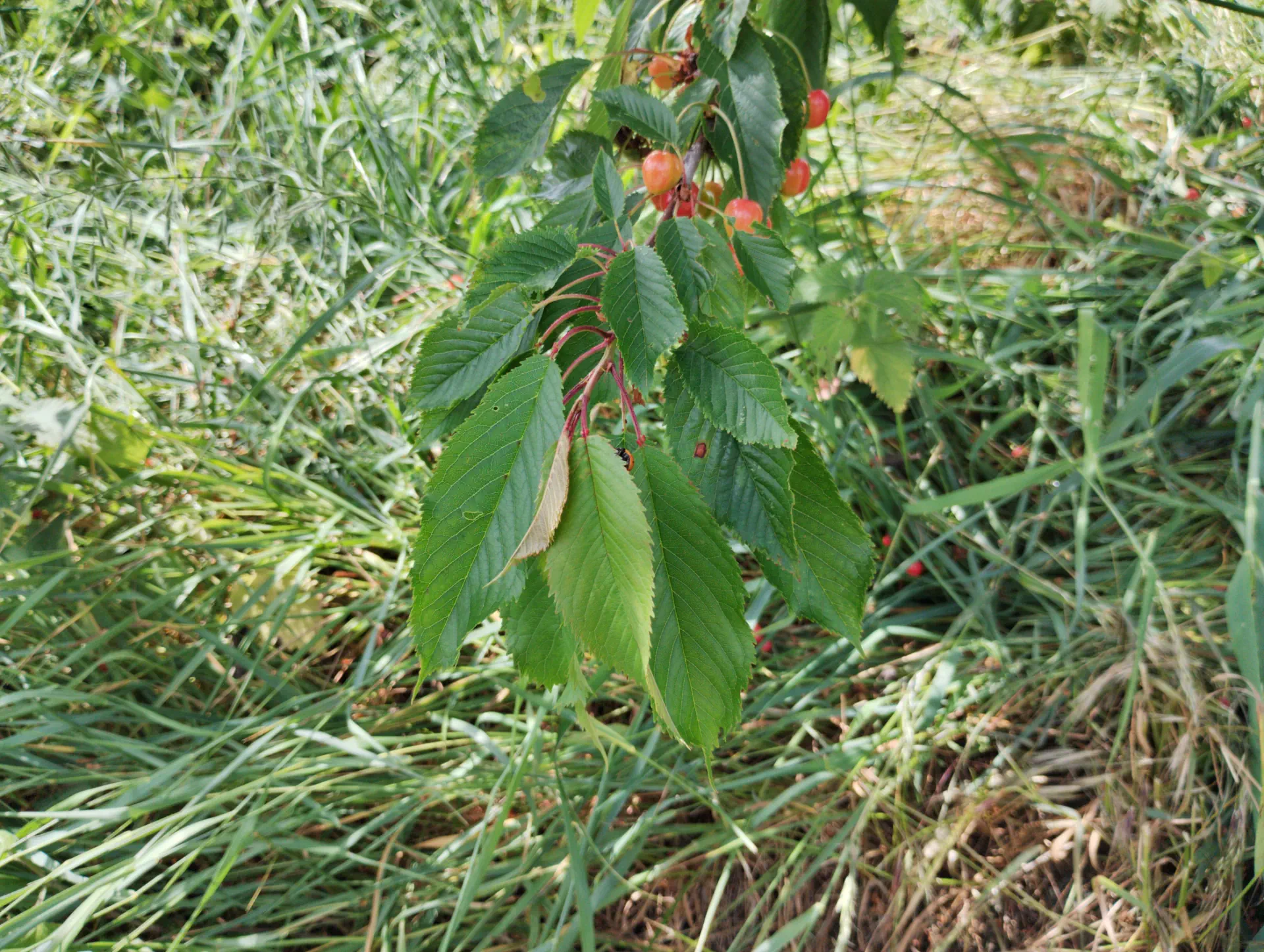 img/prunus-avium-juliana.webp