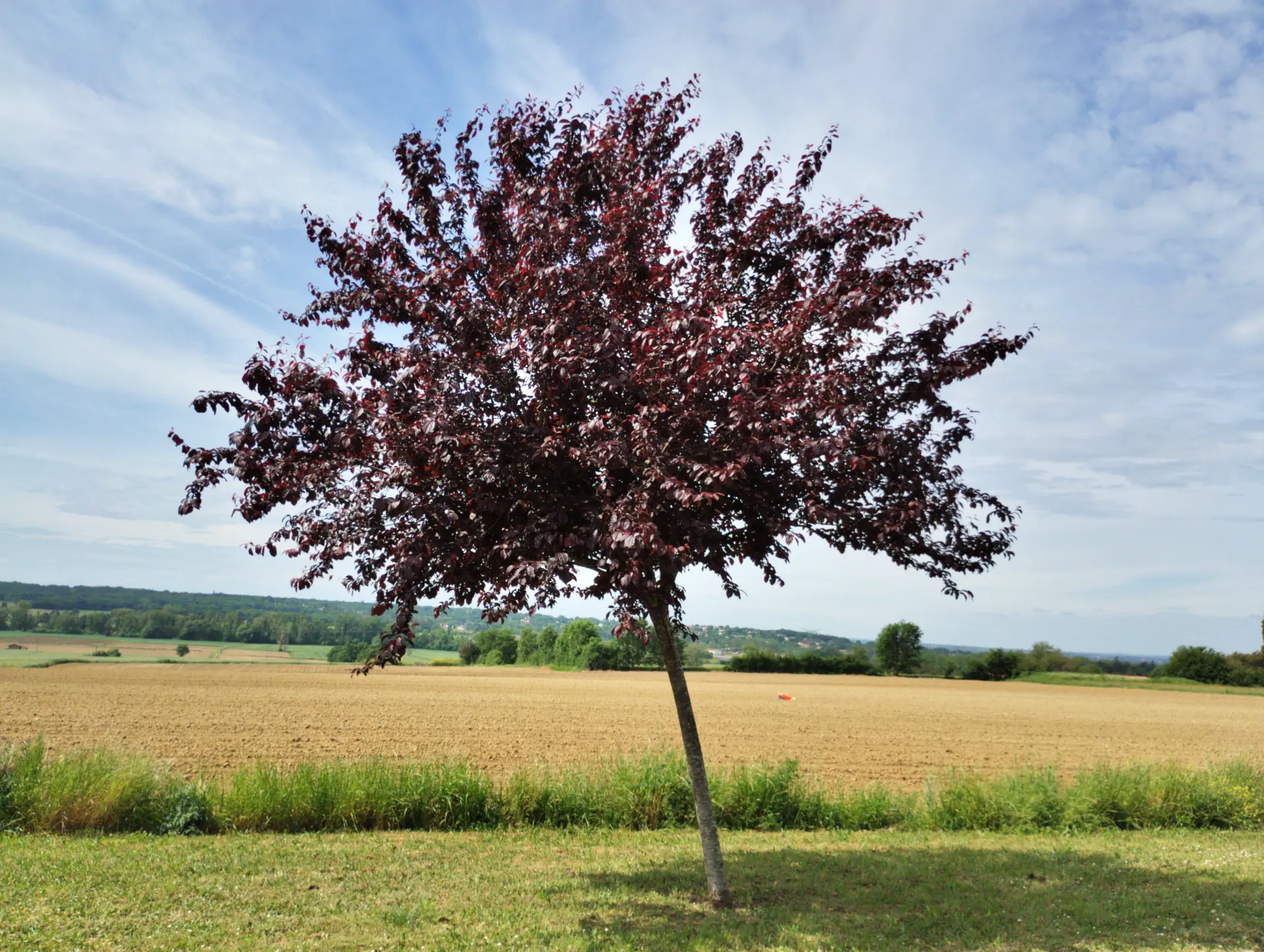 img/prunus-cerasifera-atropurpurea-2.webp