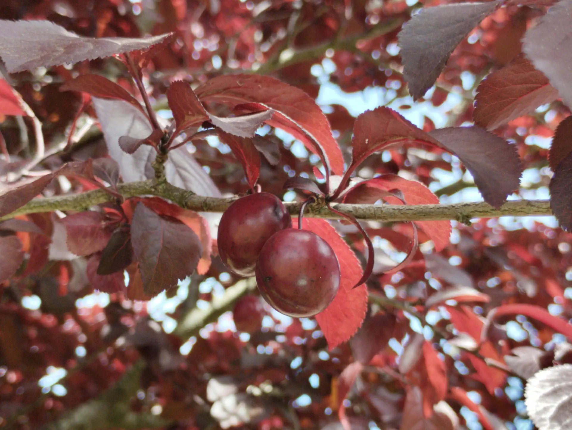 img/prunus-cerasifera-atropurpurea-3.webp