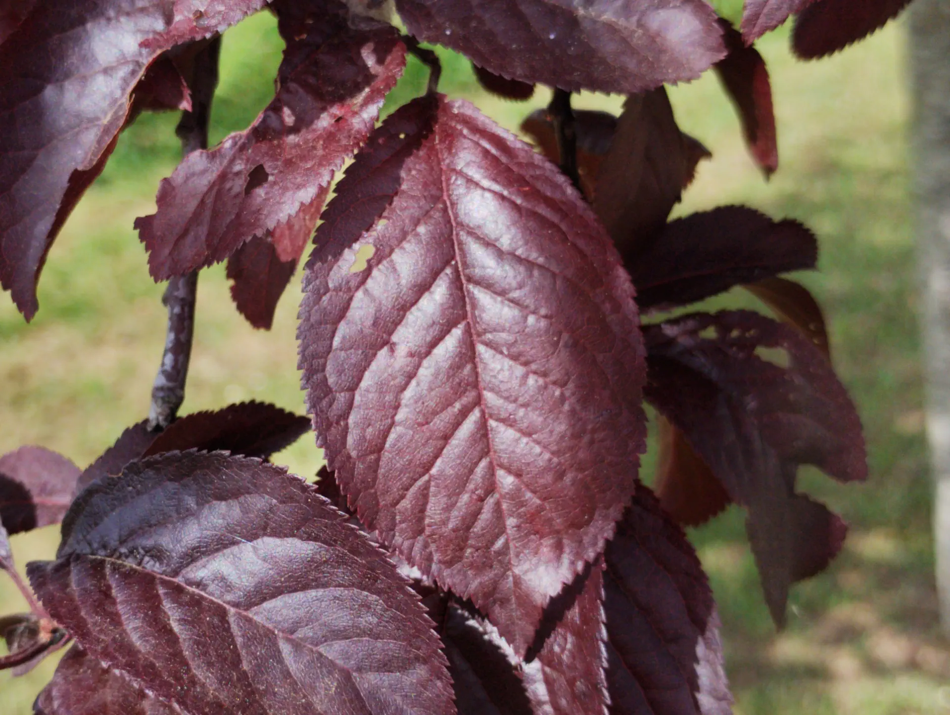img/prunus-cerasifera-atropurpurea-4.webp