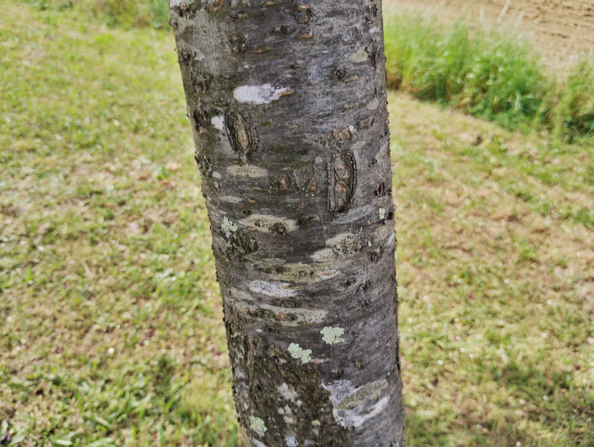 img/prunus-cerasifera-atropurpurea-5.webp