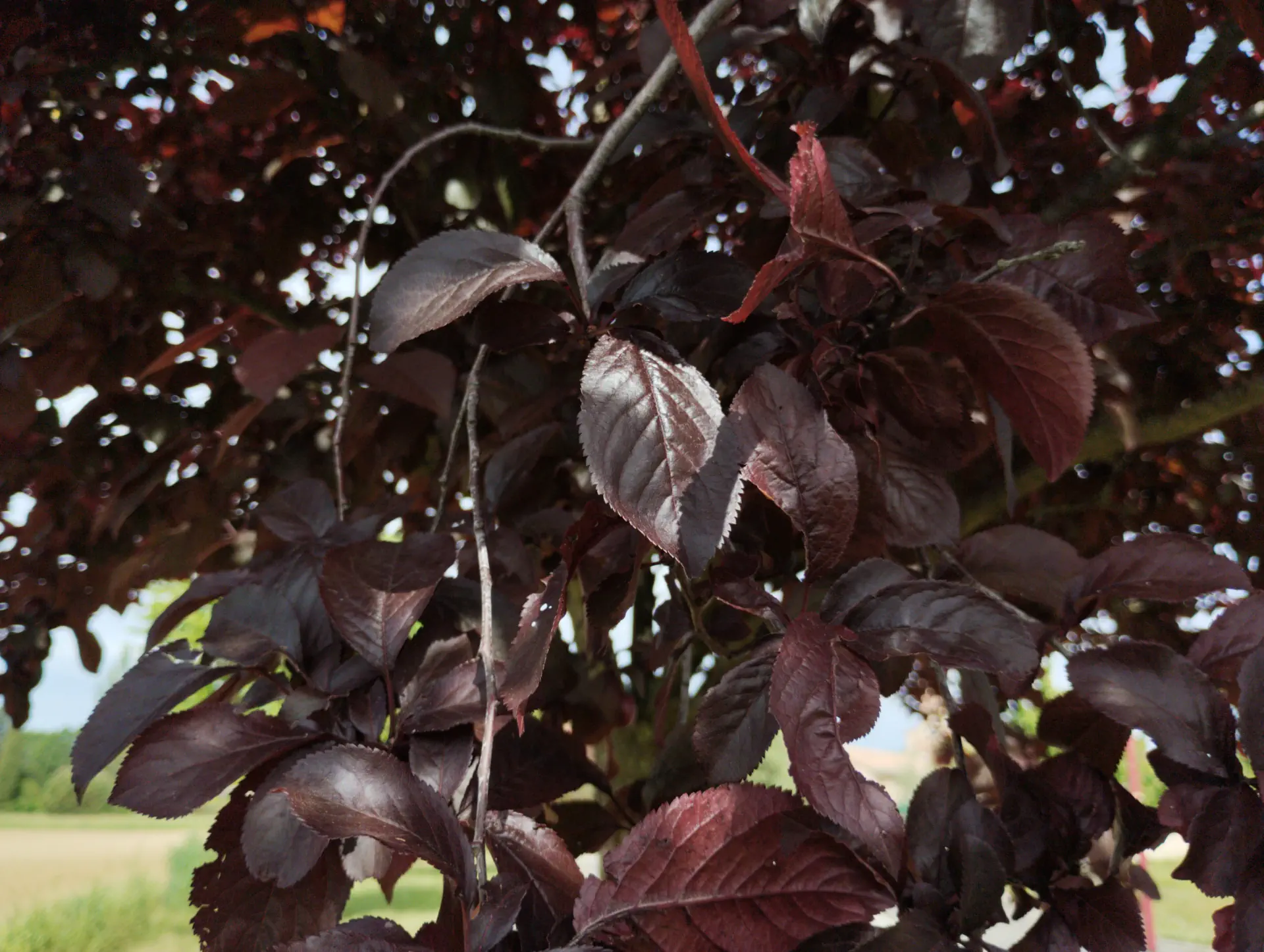img/prunus-cerasifera-atropurpurea.webp