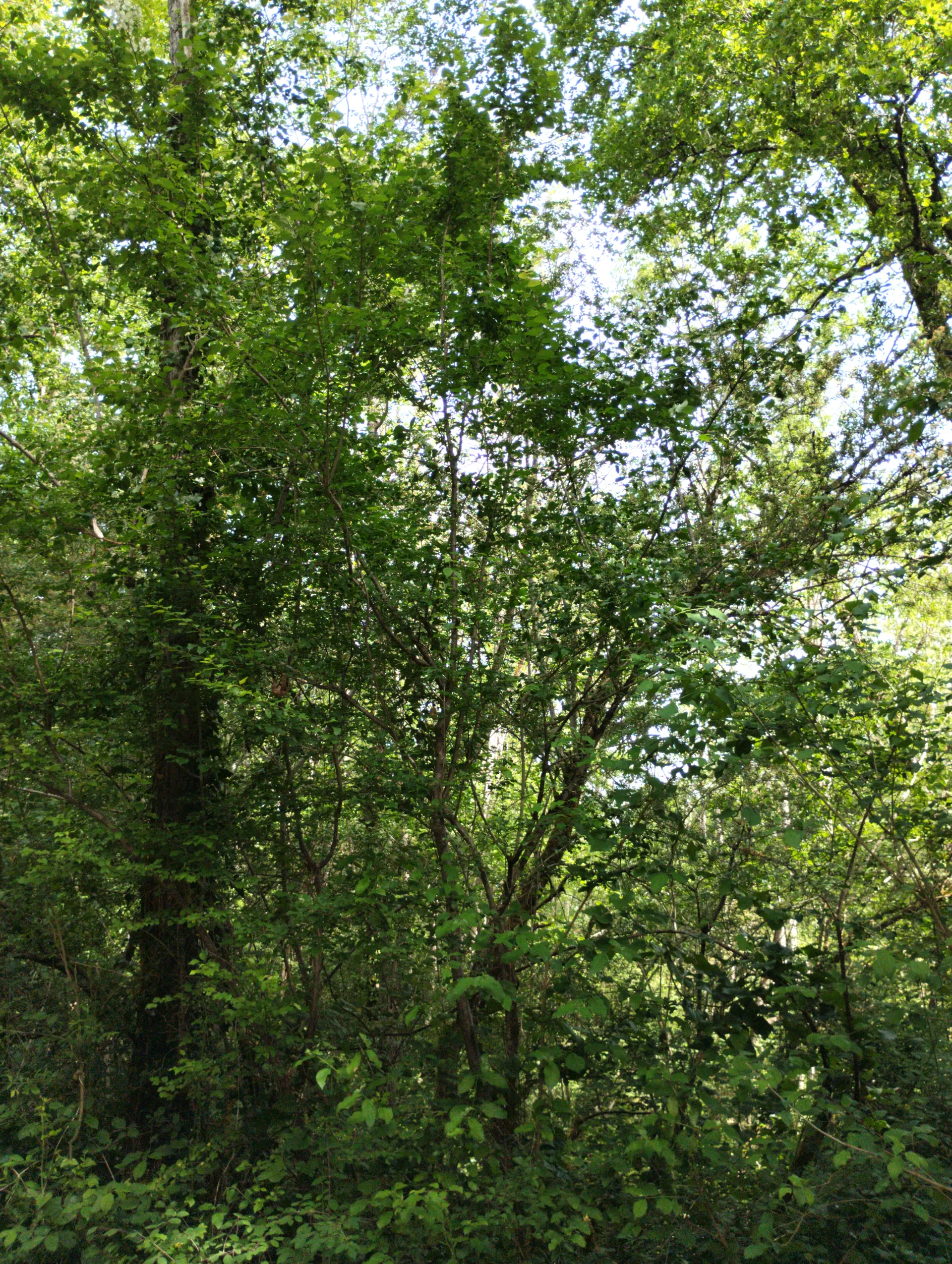 img/prunus-cerasifera-cerasifera-2.webp