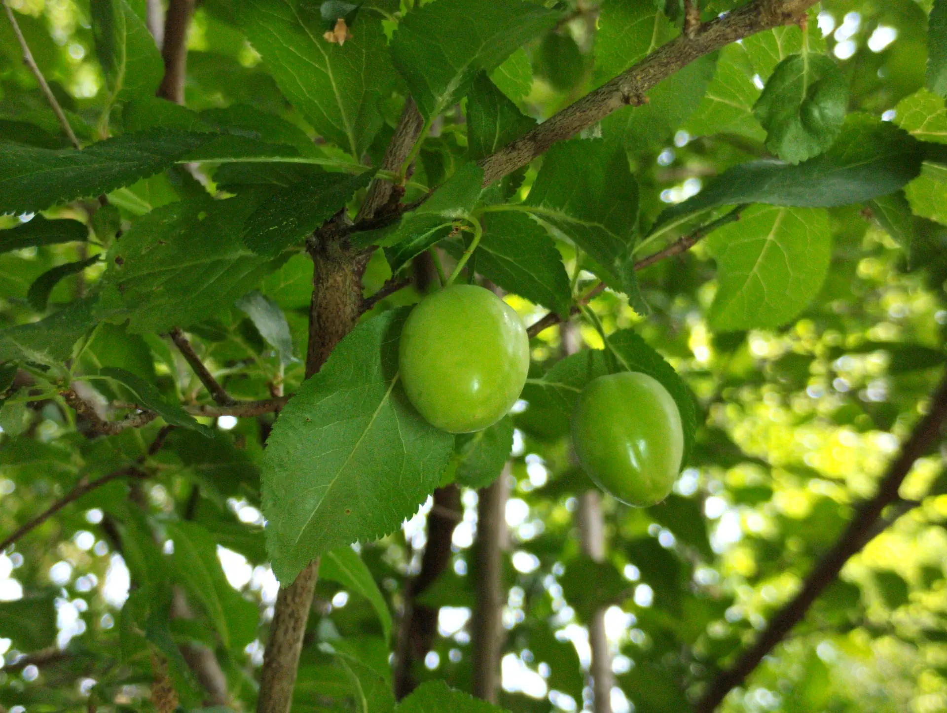 img/prunus-cerasifera-cerasifera-3.webp