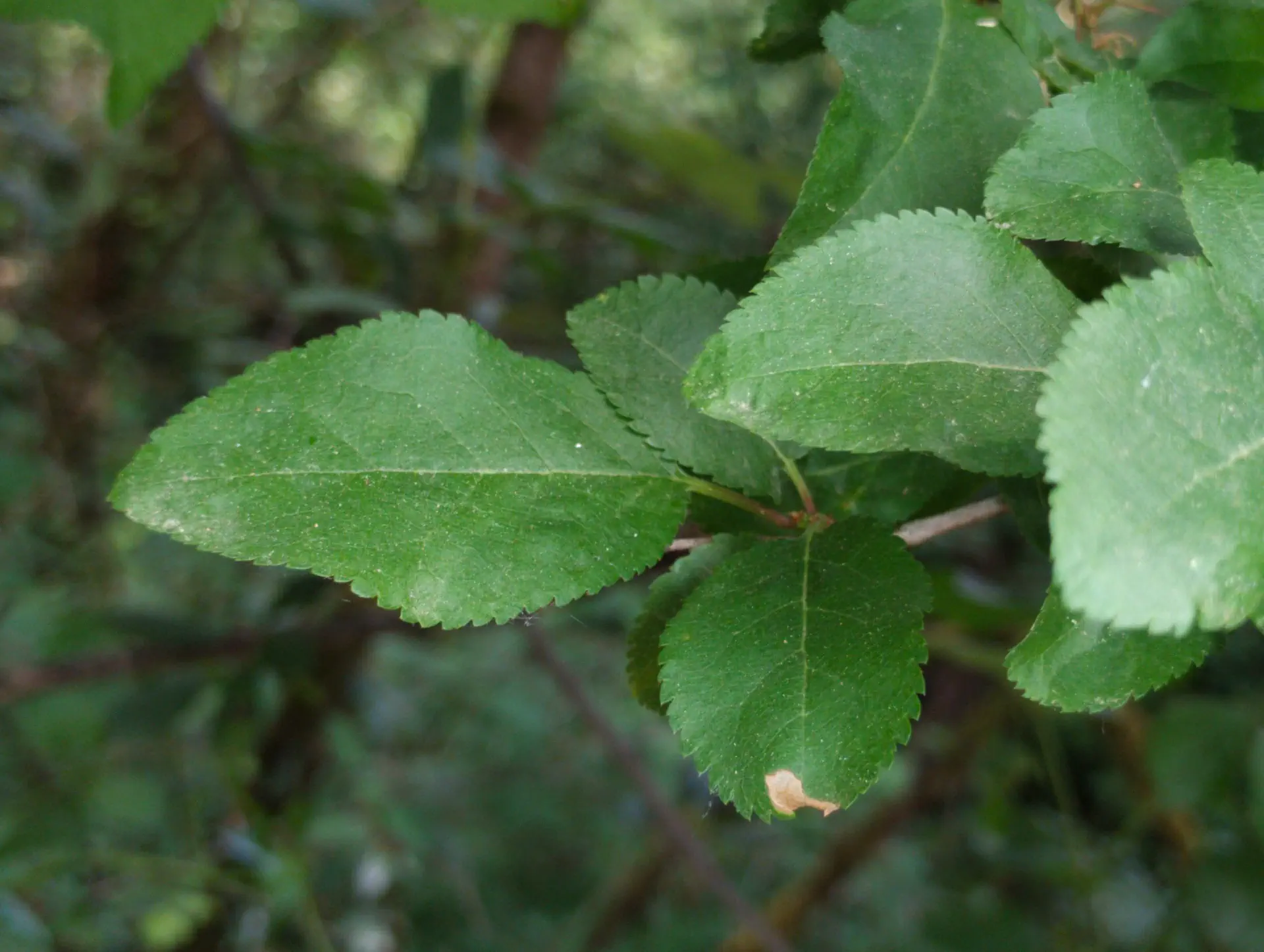 img/prunus-cerasifera-cerasifera-4.webp