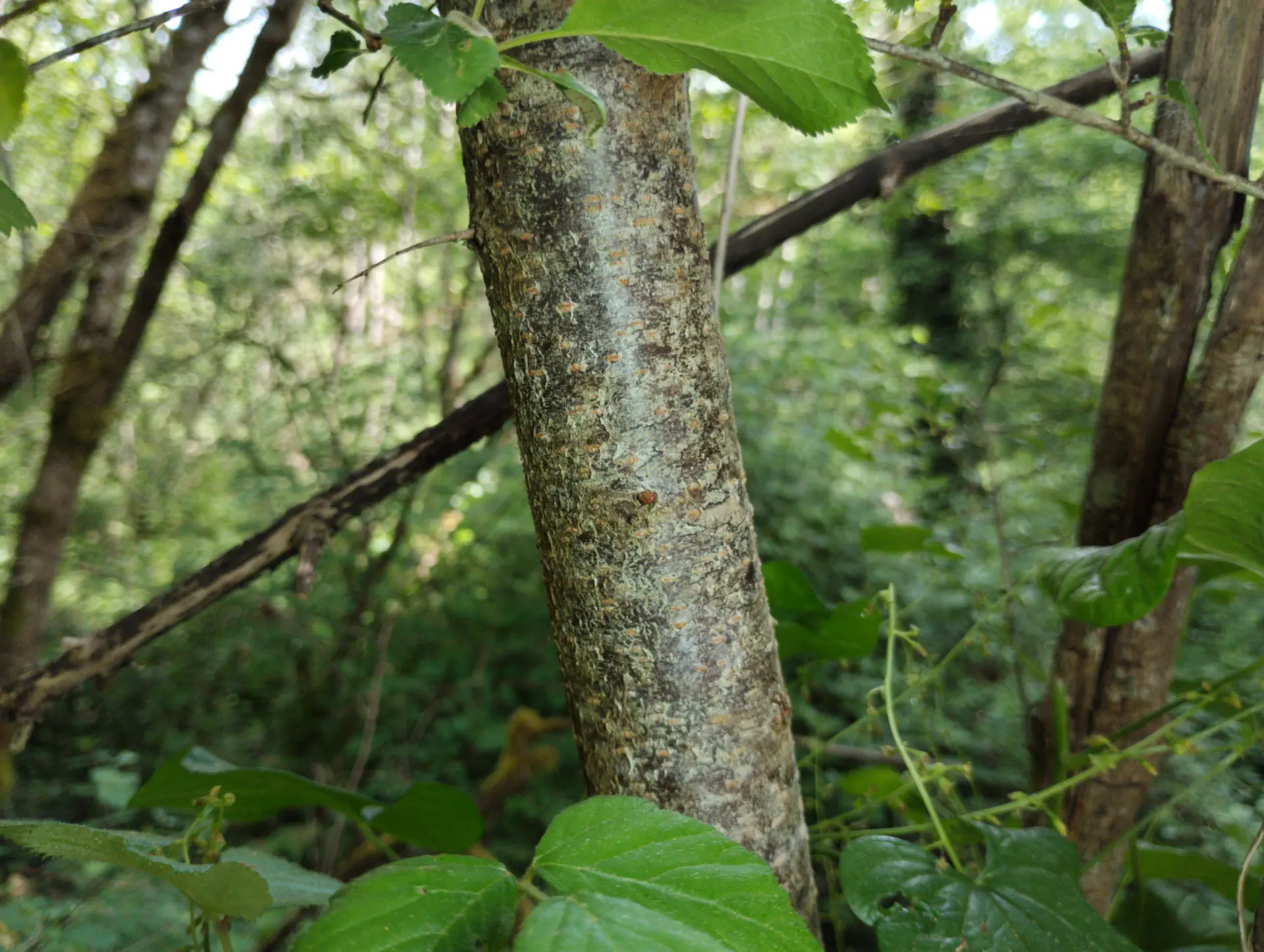 img/prunus-cerasifera-cerasifera-5.webp