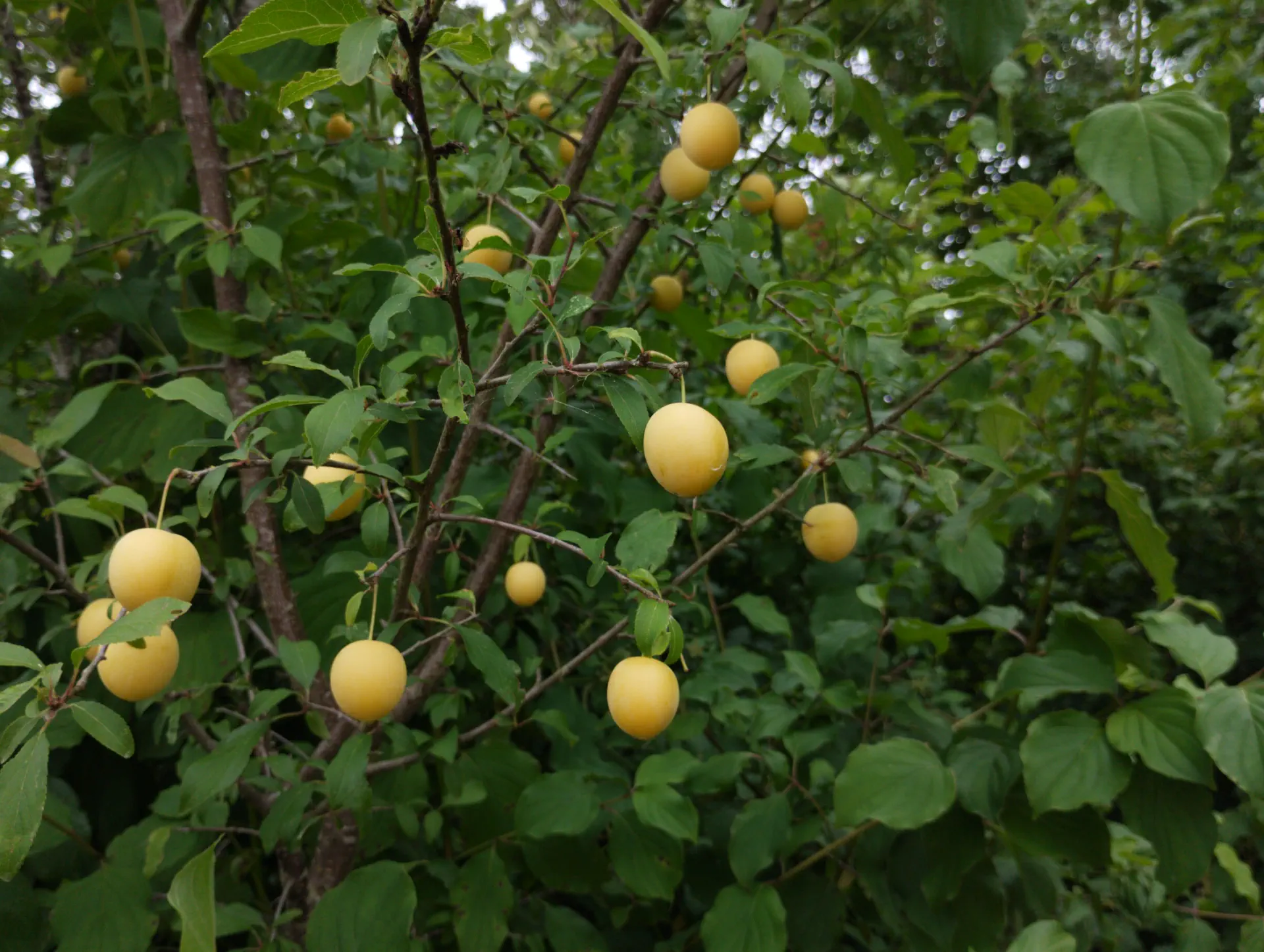img/prunus-cerasifera-cerasifera-6.webp