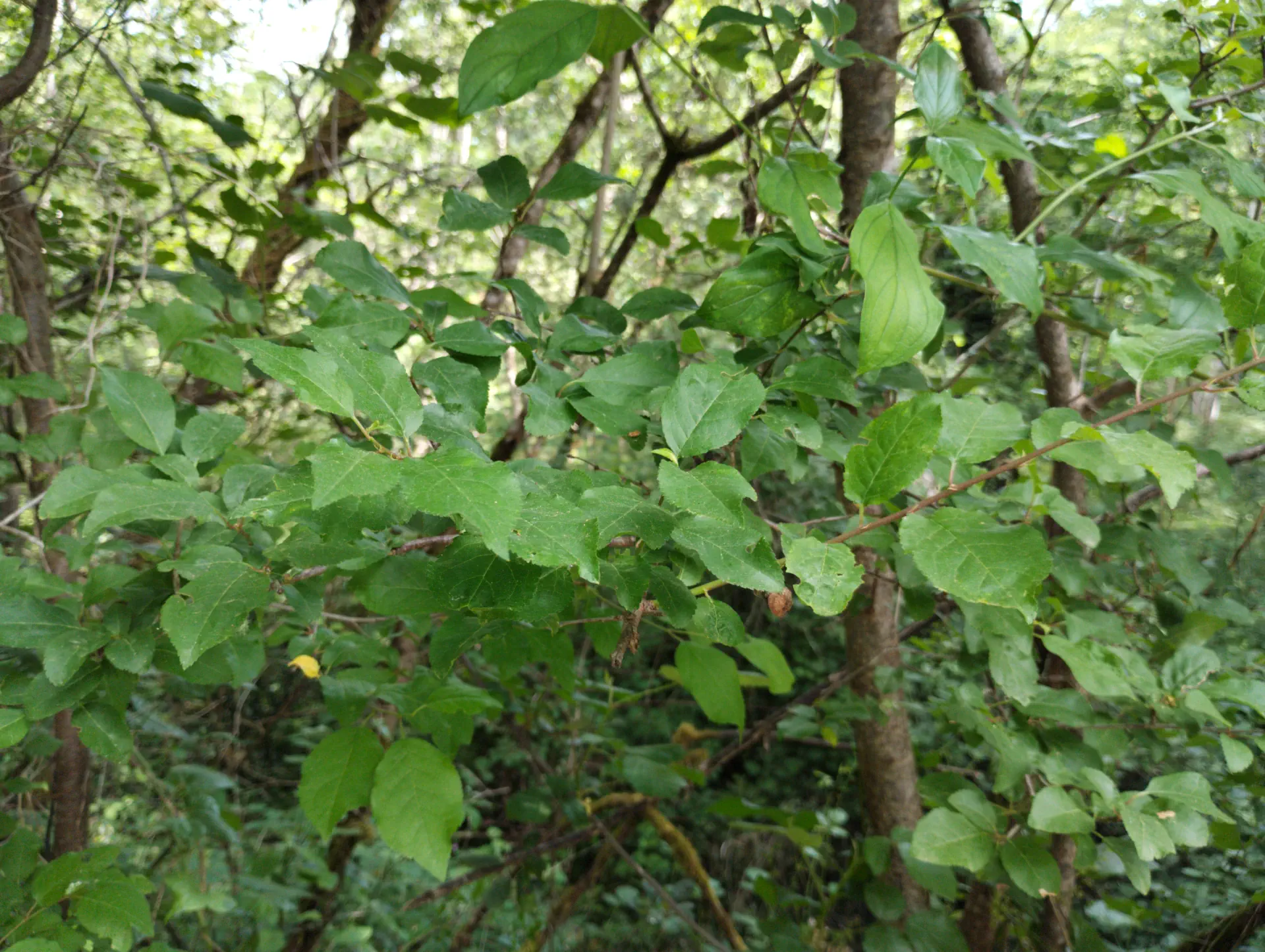 img/prunus-cerasifera-cerasifera.webp