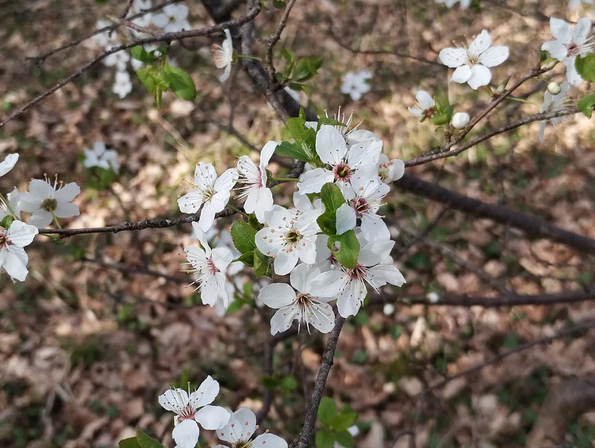 img/prunus-cerasus-3.webp