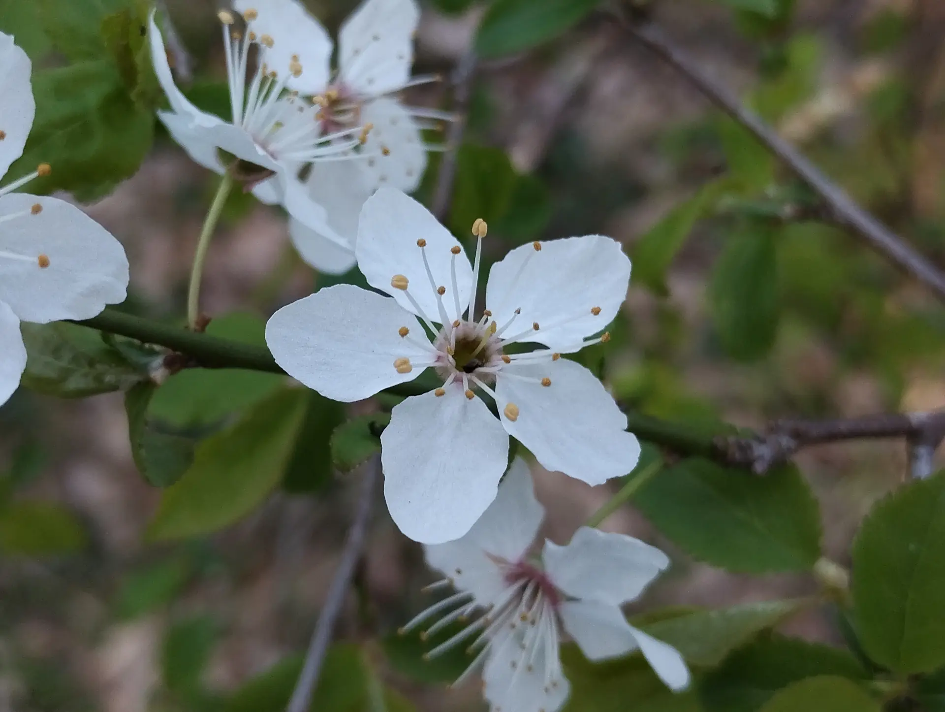 img/prunus-cerasus.webp