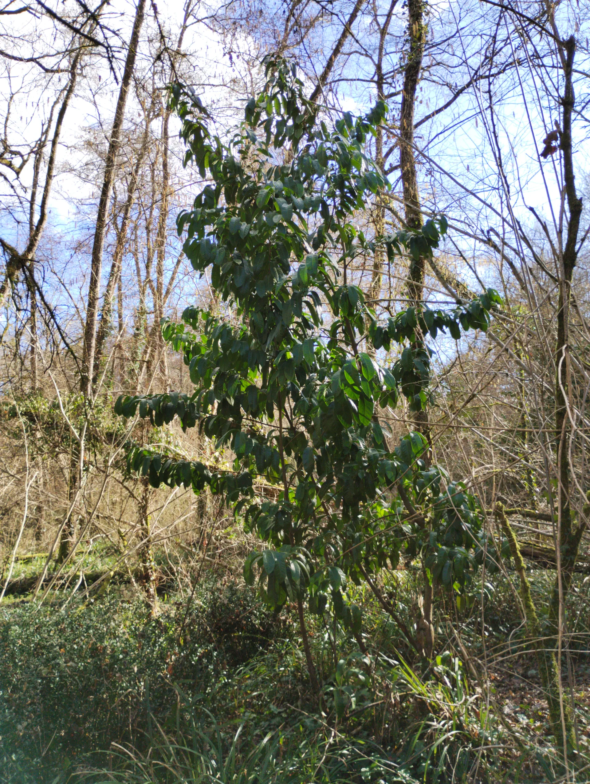img/prunus-laurocerasus-6.webp