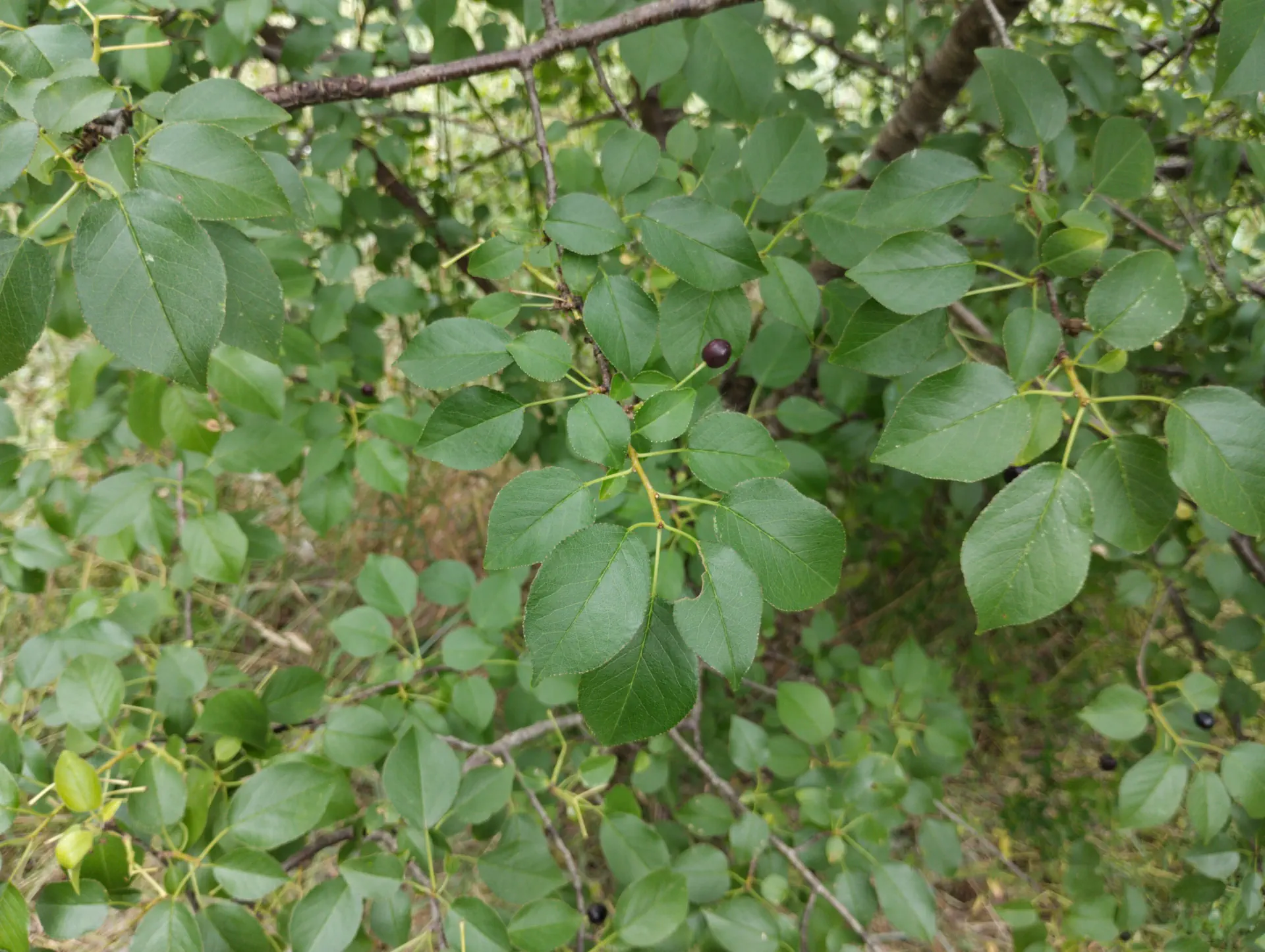 img/prunus-mahaleb-2.webp