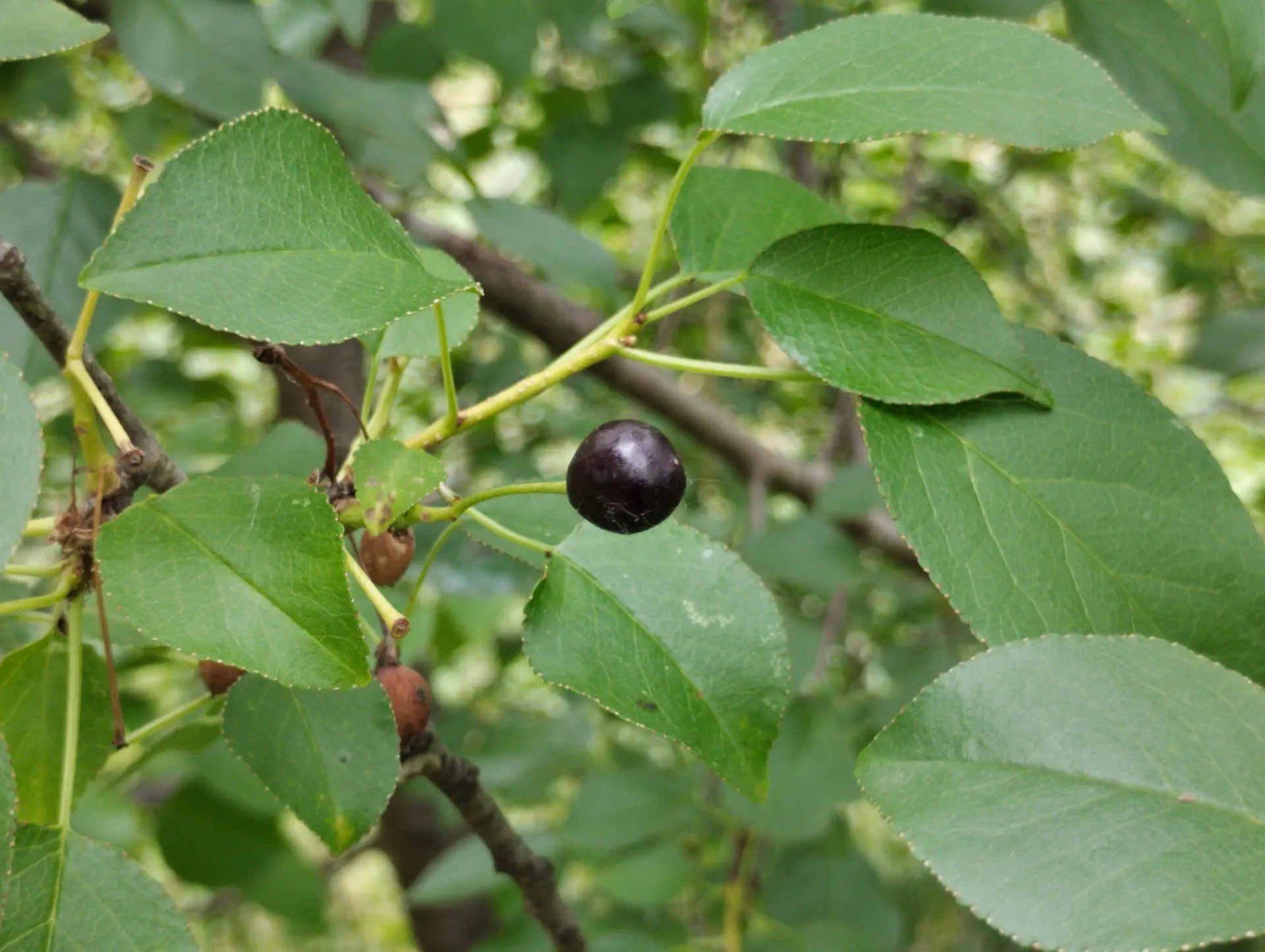 img/prunus-mahaleb-4.webp