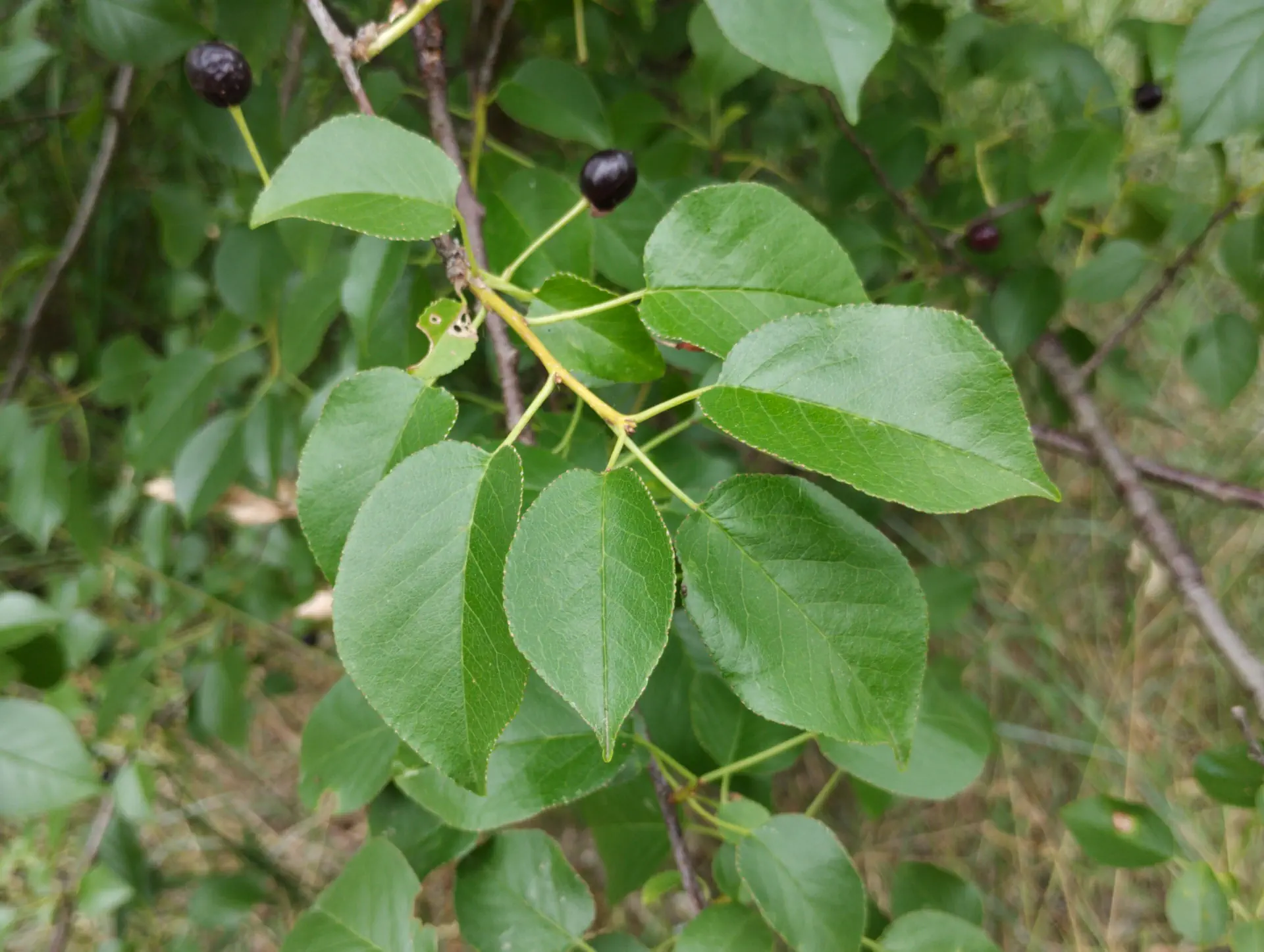 img/prunus-mahaleb-5.webp