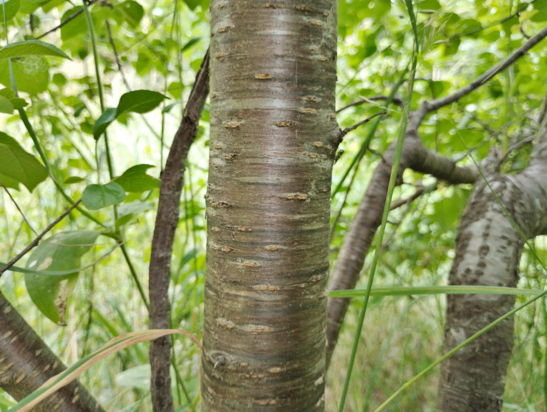 img/prunus-mahaleb-7.webp