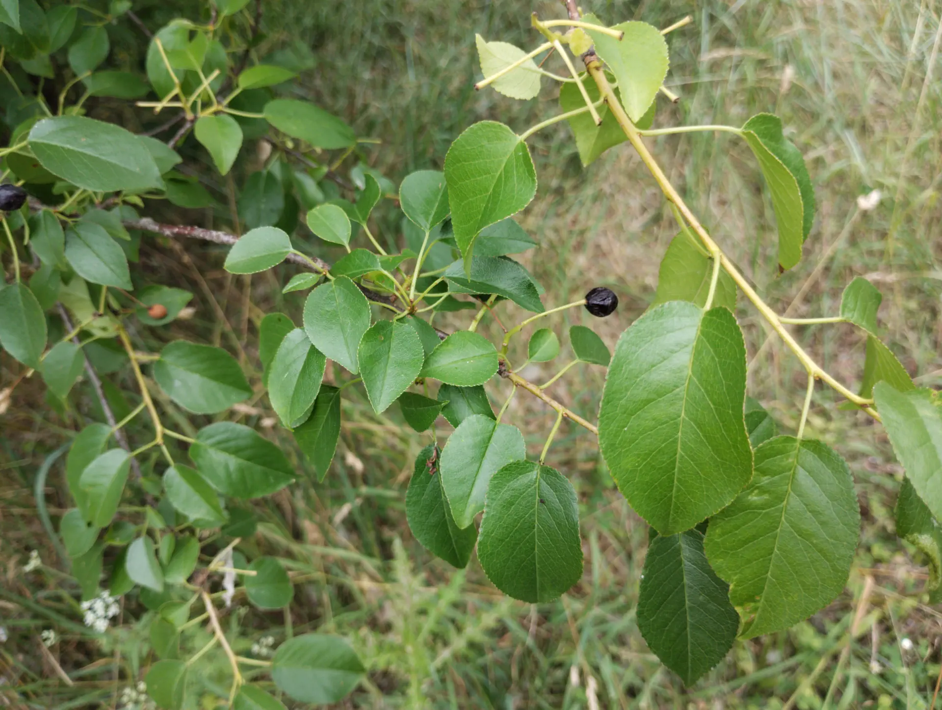 img/prunus-mahaleb.webp