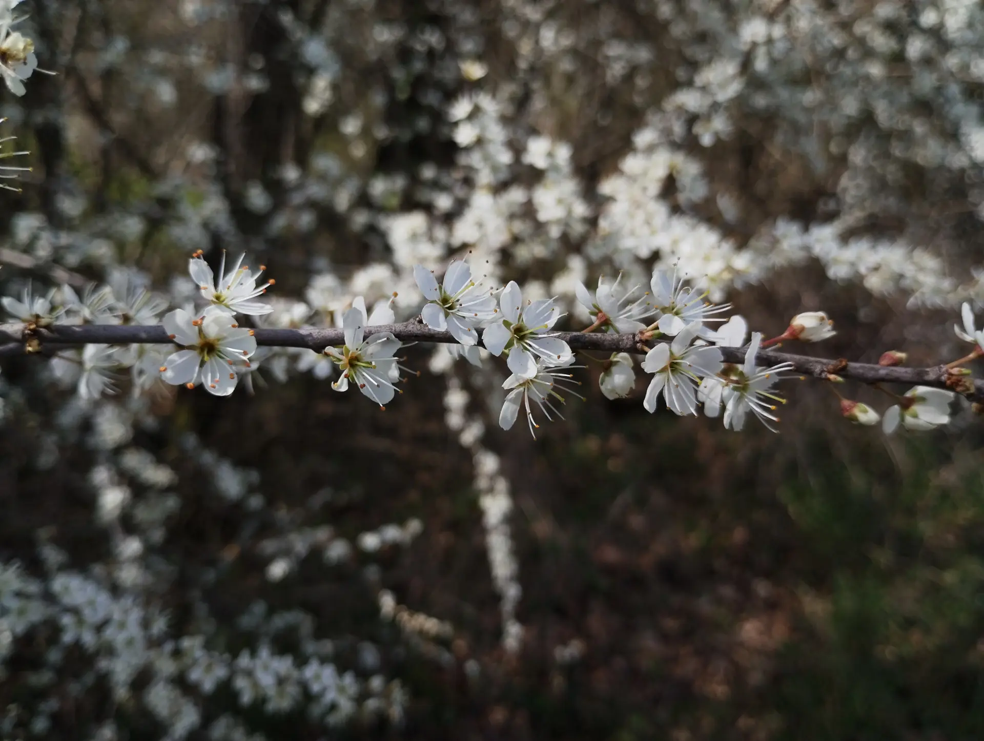 img/prunus-spinosa-2.webp