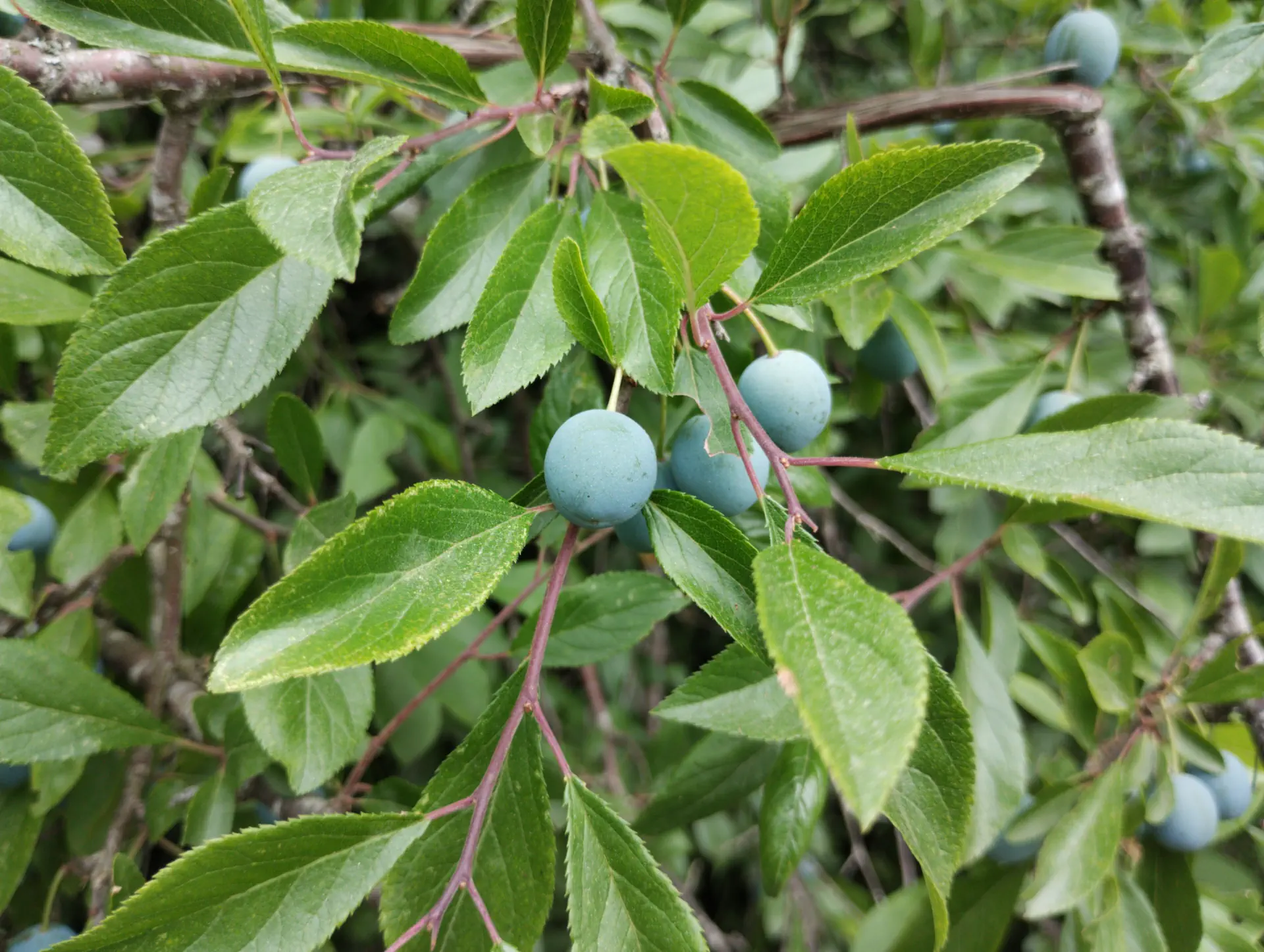 img/prunus-spinosa-4.webp